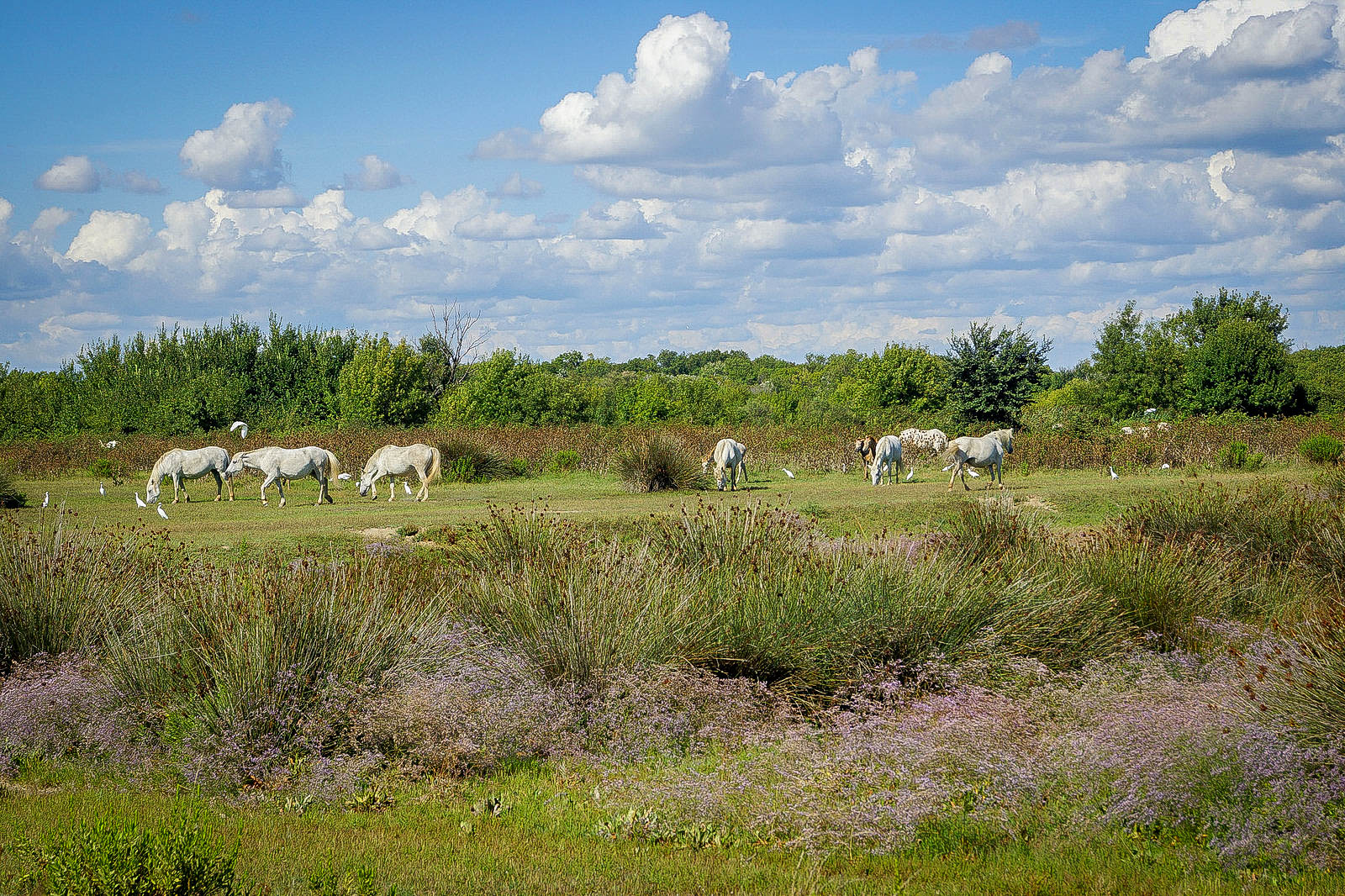 Chevaux sauvages