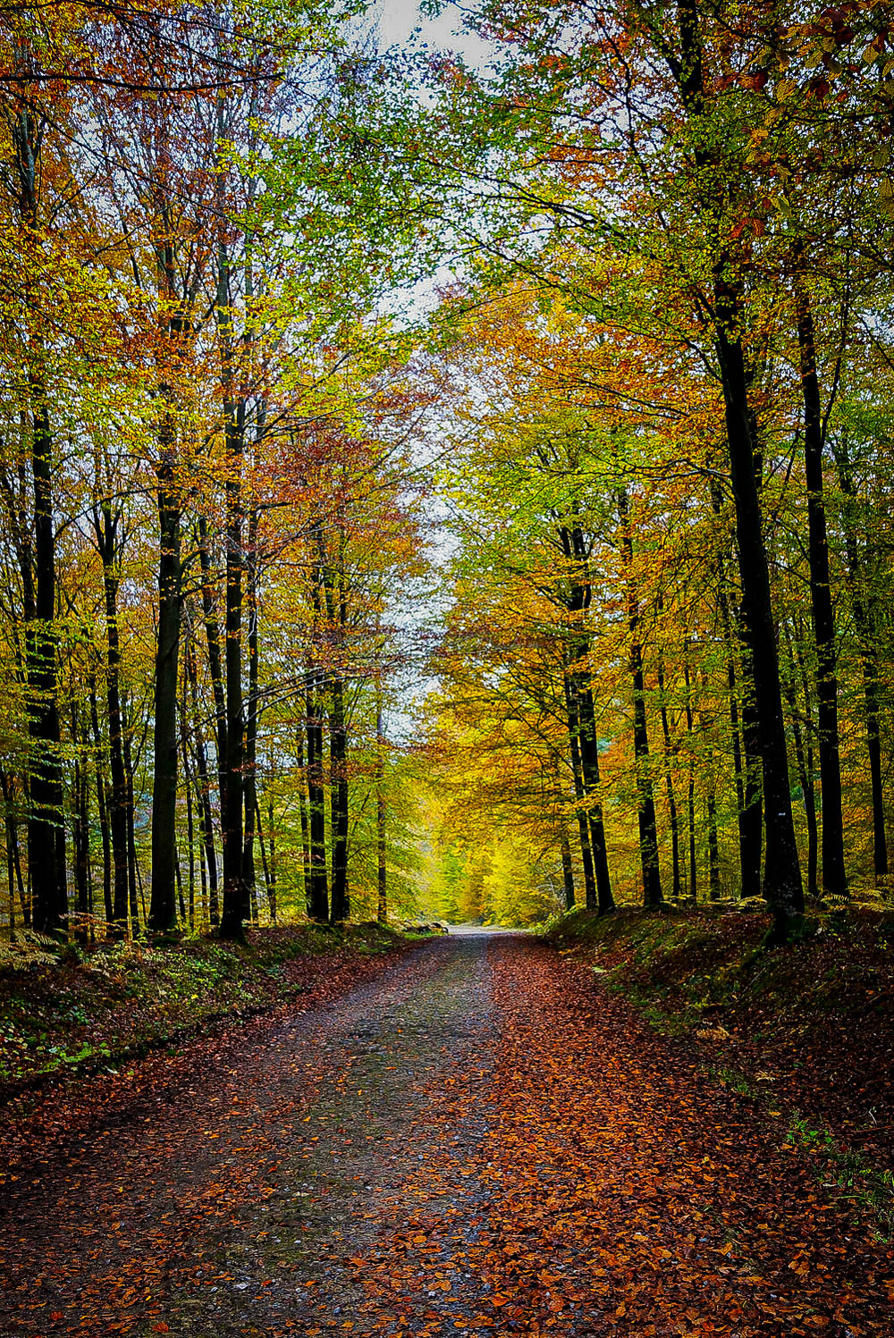 Chemin forestier