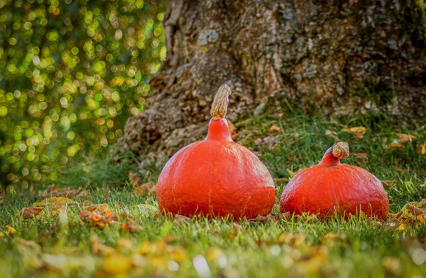 Couleurs d’automne