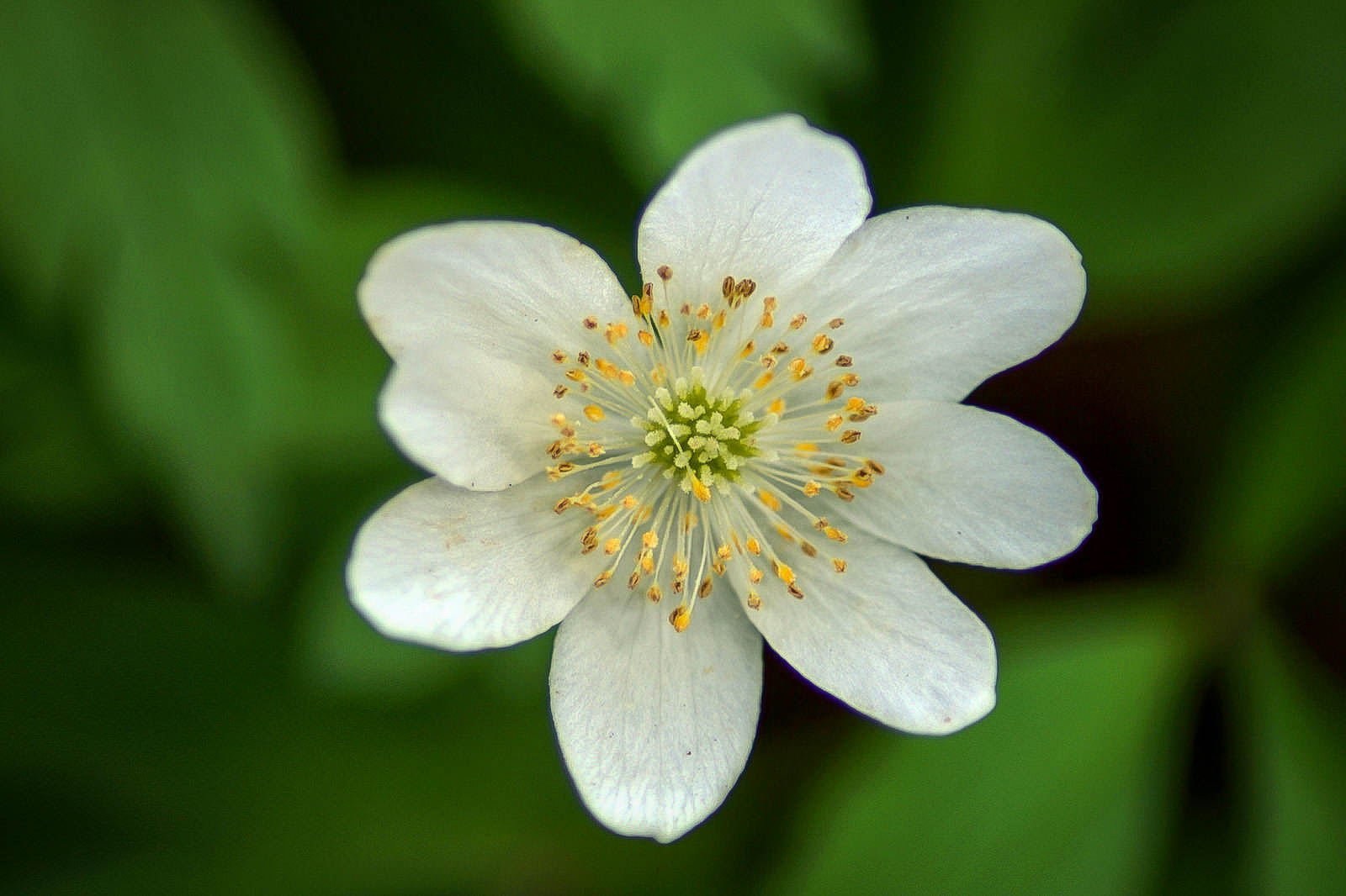 Petite fleur