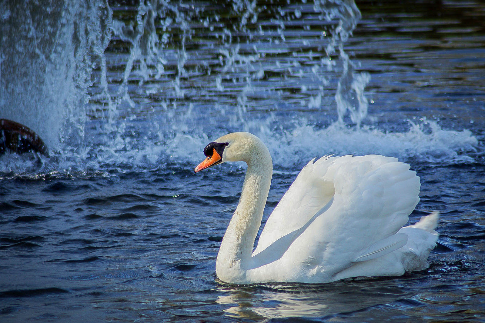 Cygne