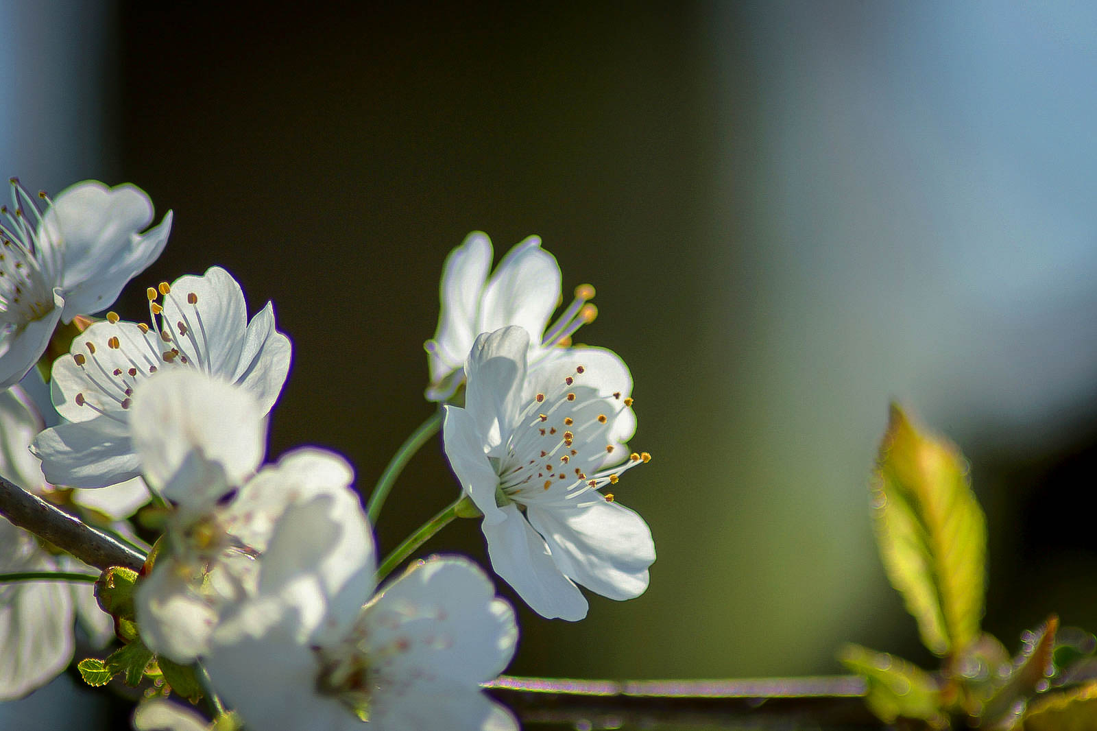 Arbre en fleurs