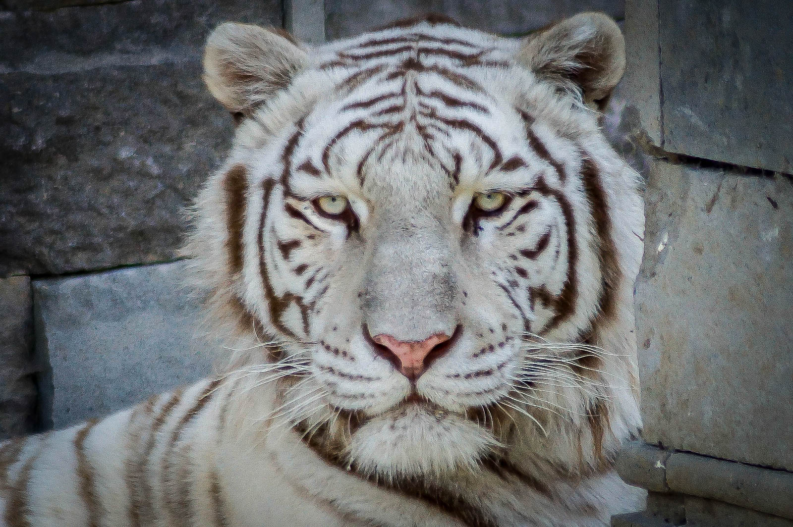 Gros chat