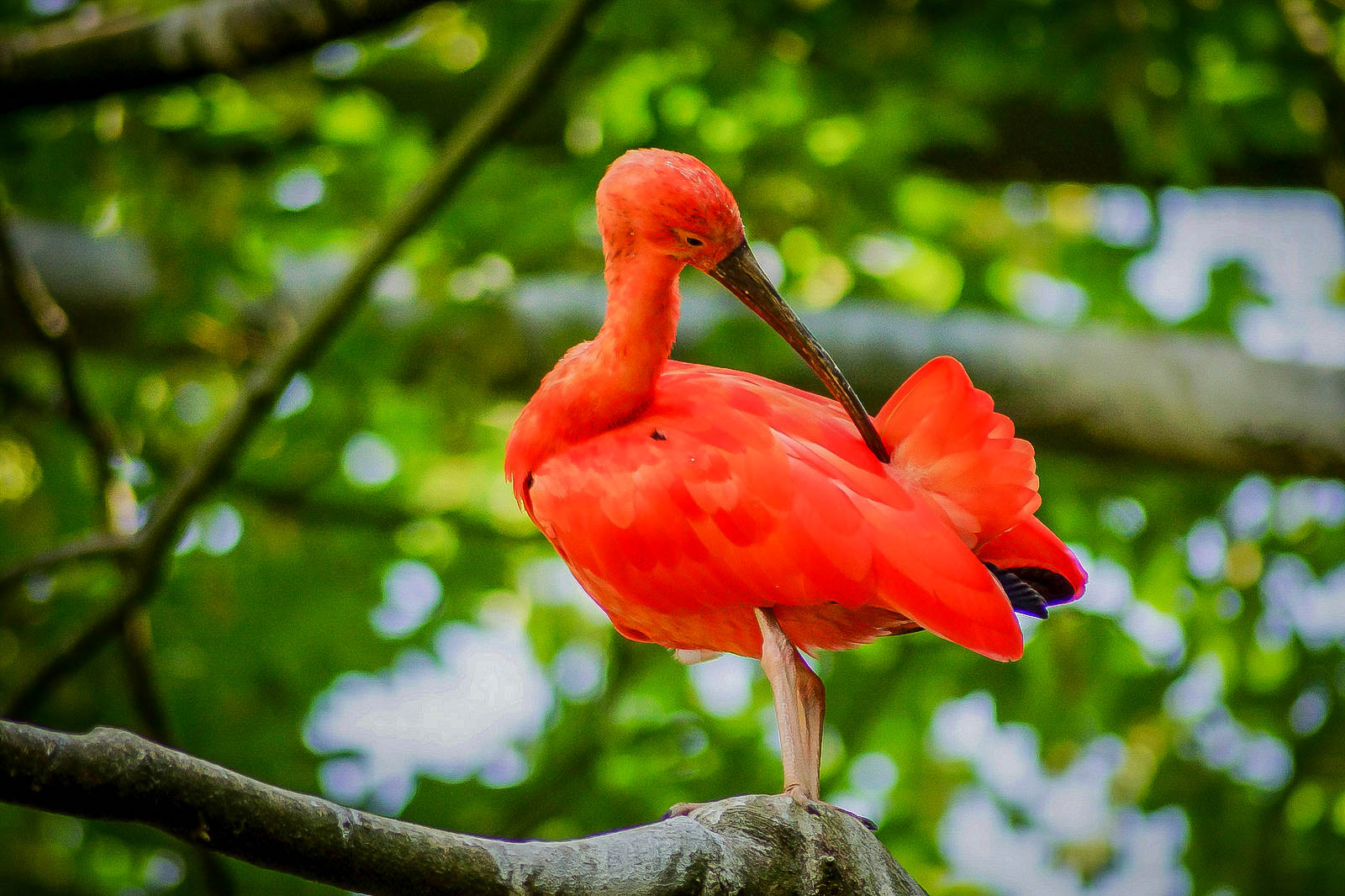 Ibis