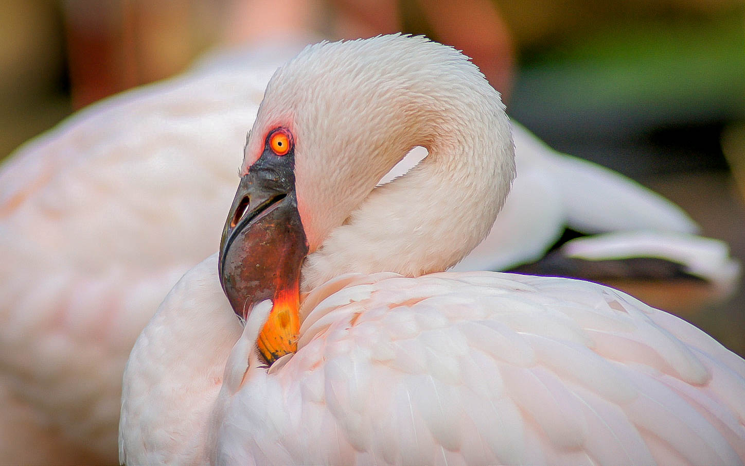 Flamant rose