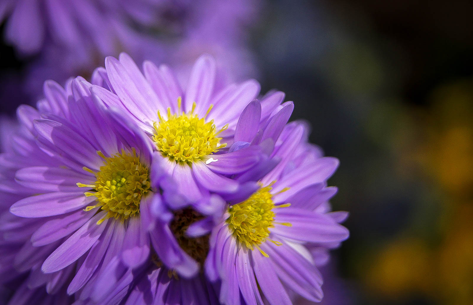 Bouquet violet