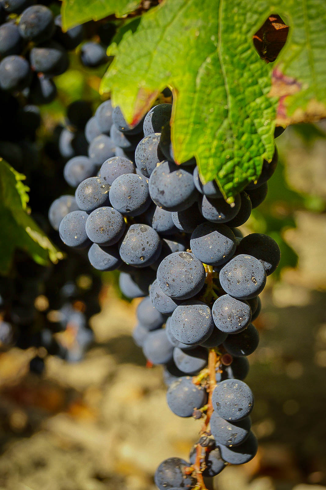 Dans les vignes