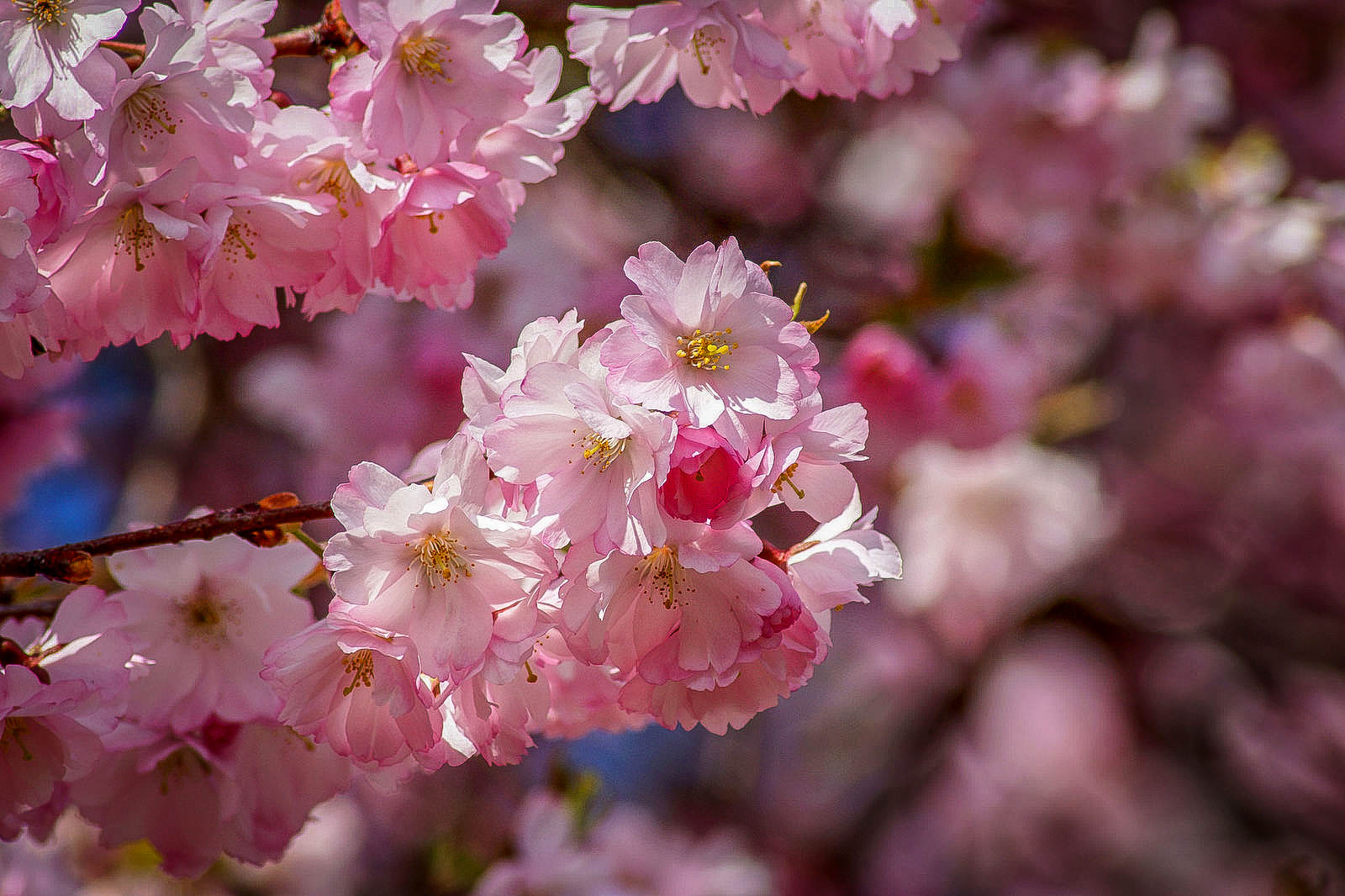 Cerisier en fleurs