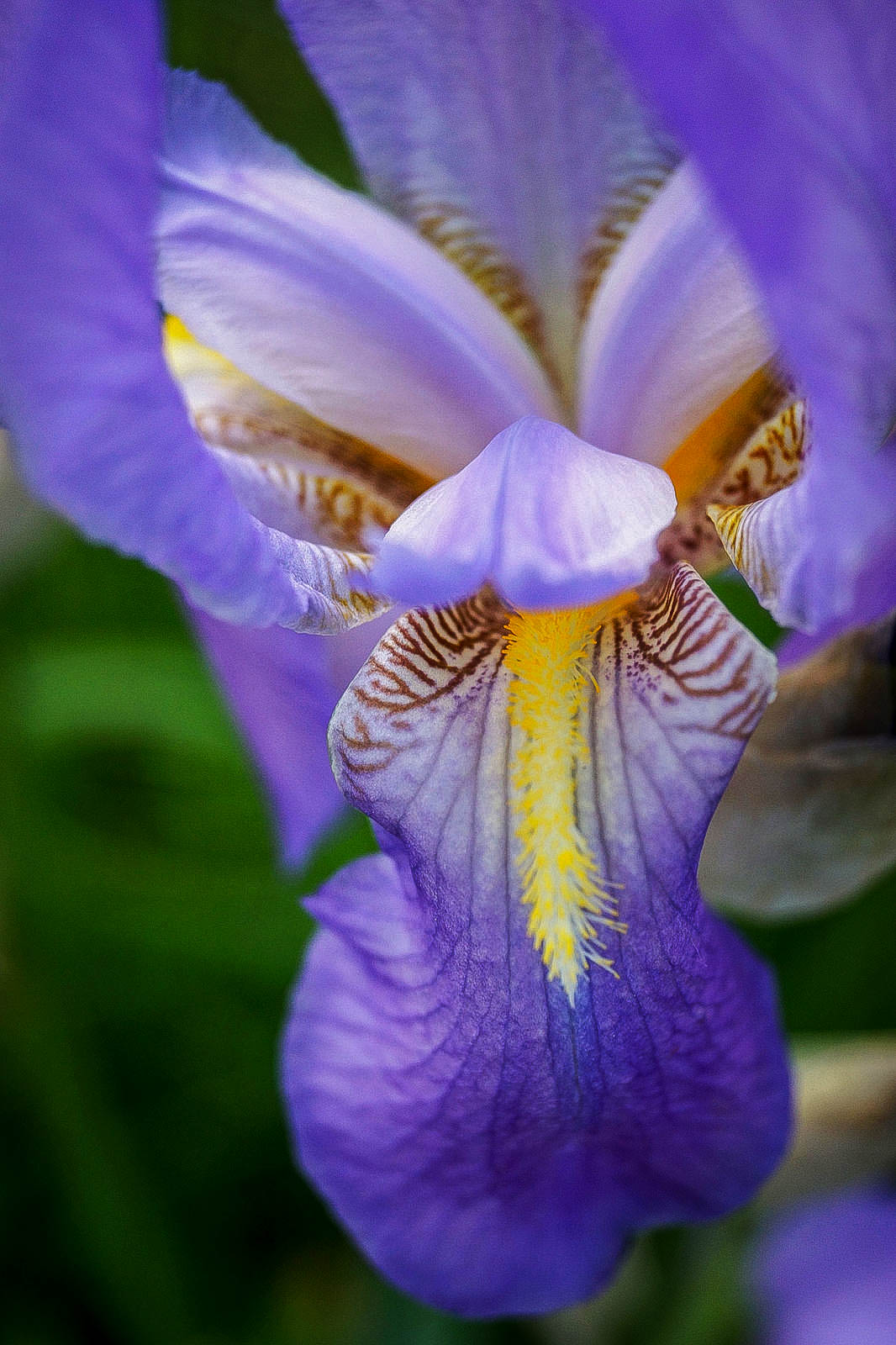 Iris