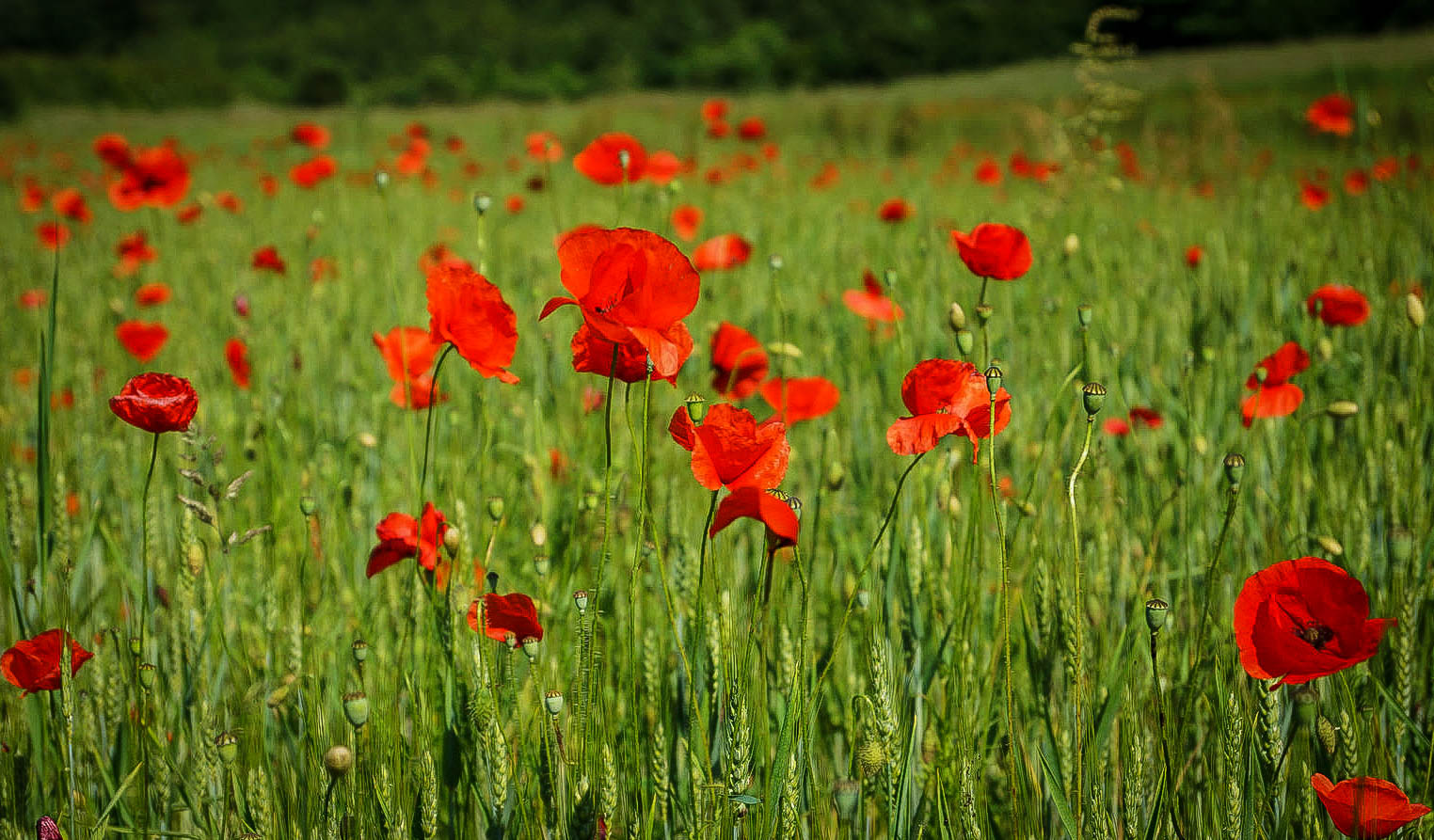 Champ de coquelicots