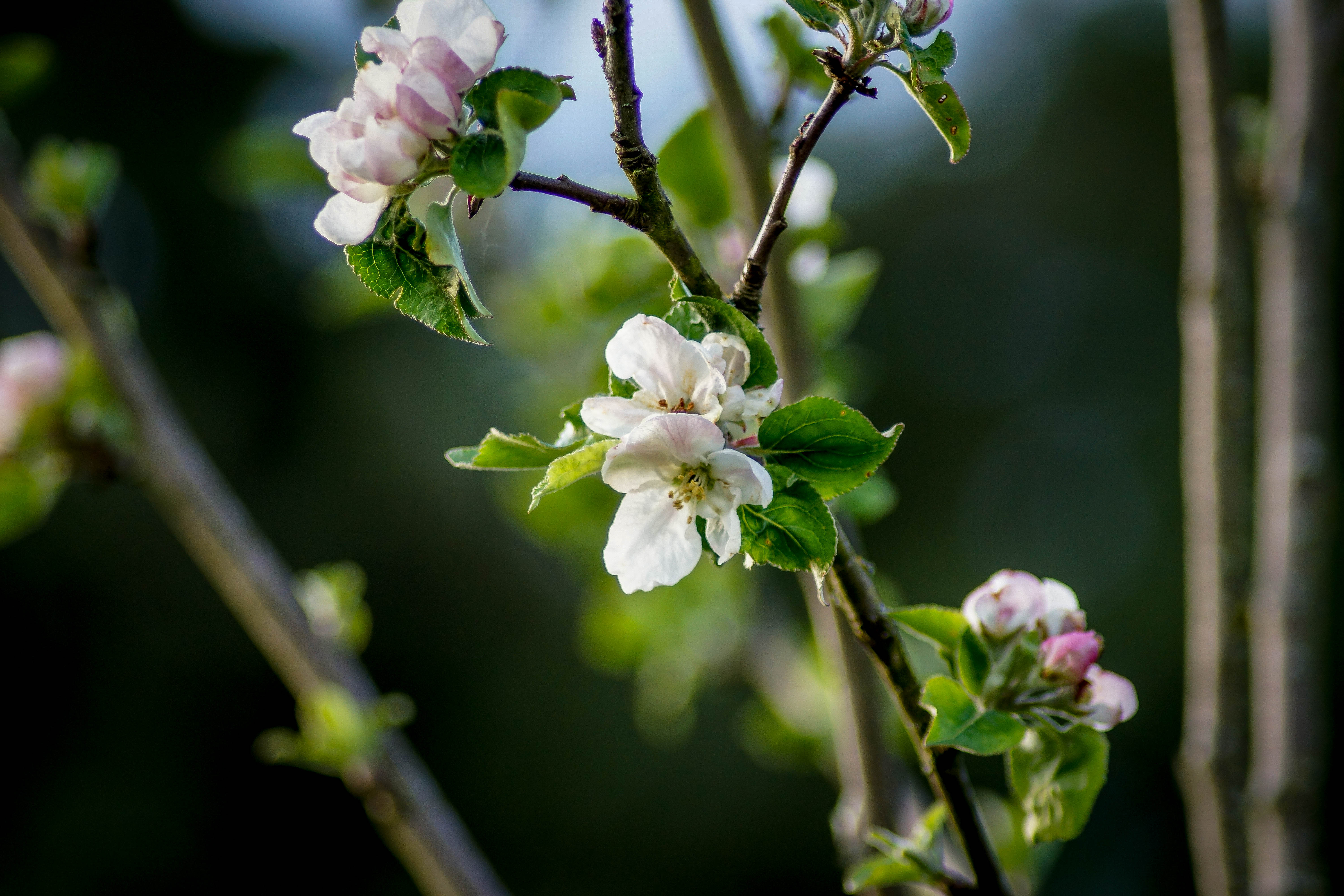 Fruitier en fleurs