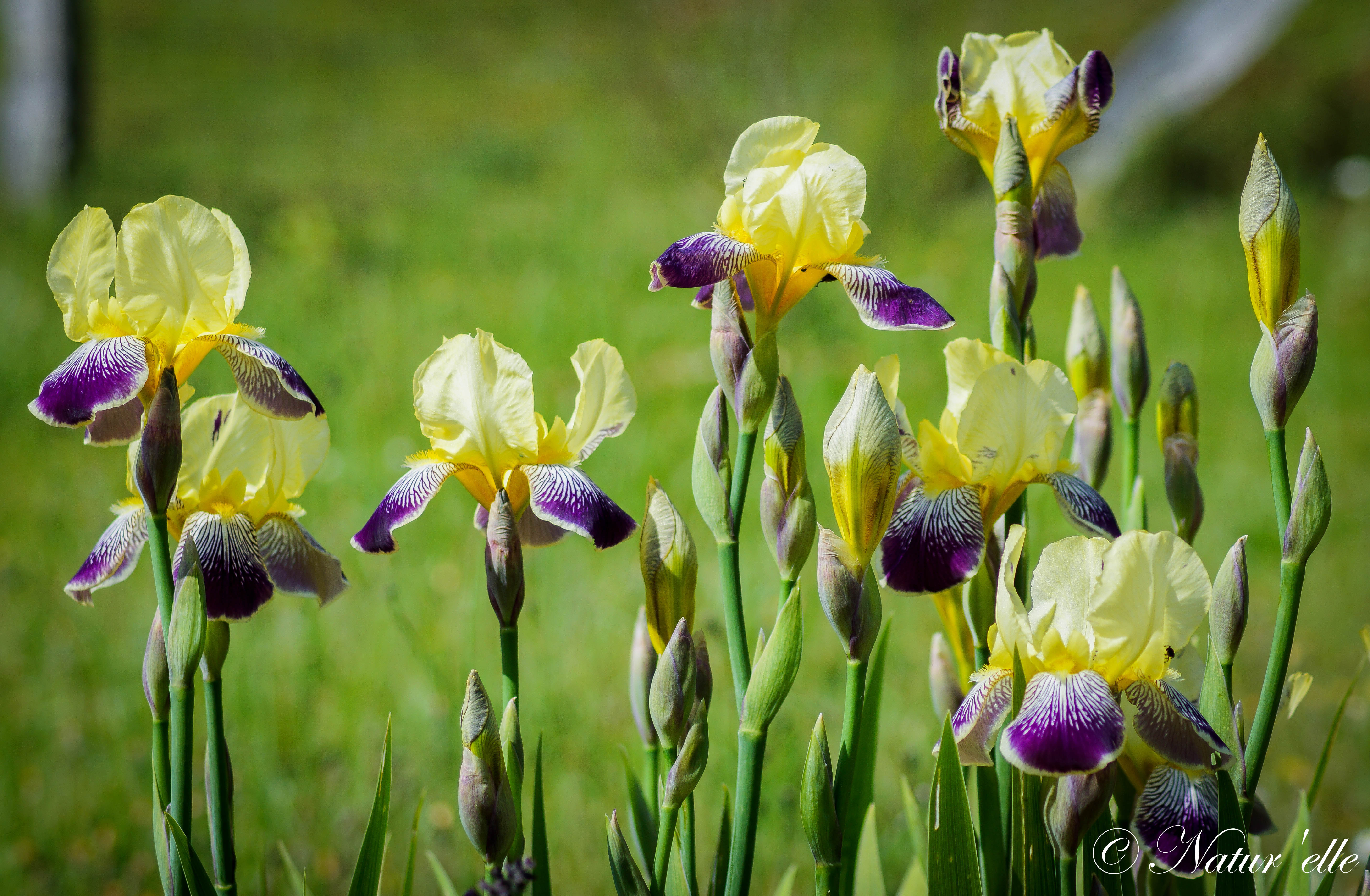 Belles de printemps