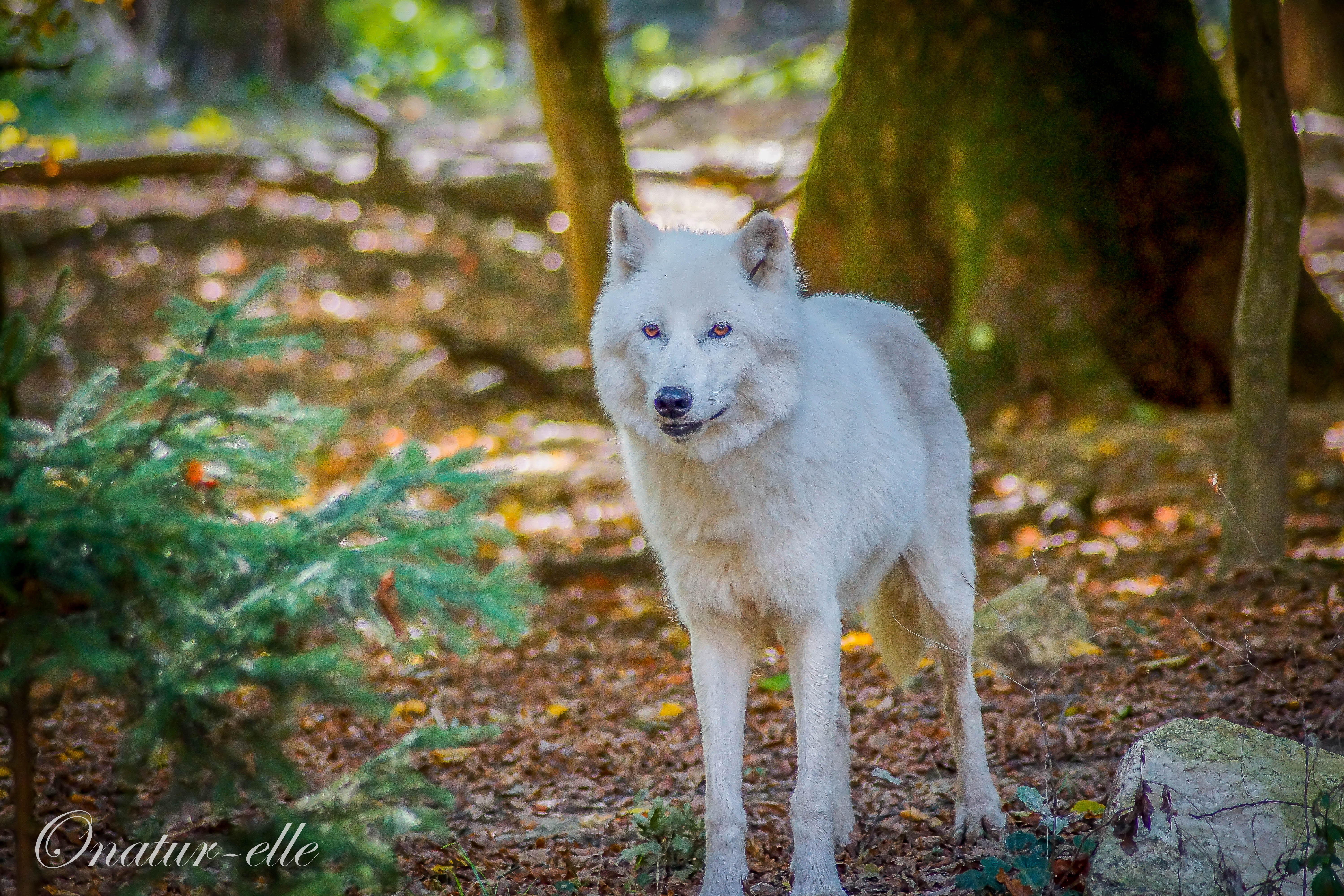 Loup blanc