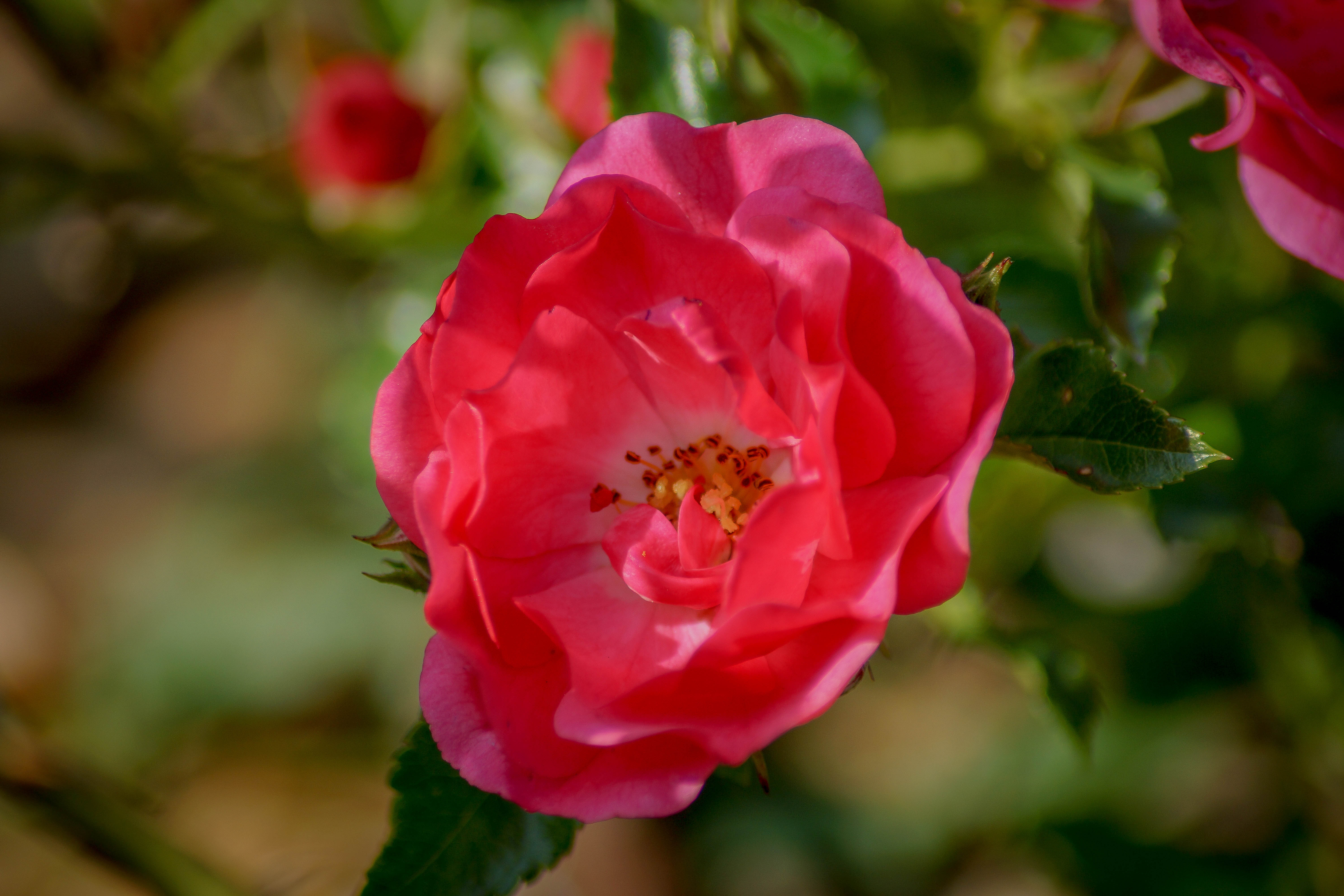 Au nom de la Rose