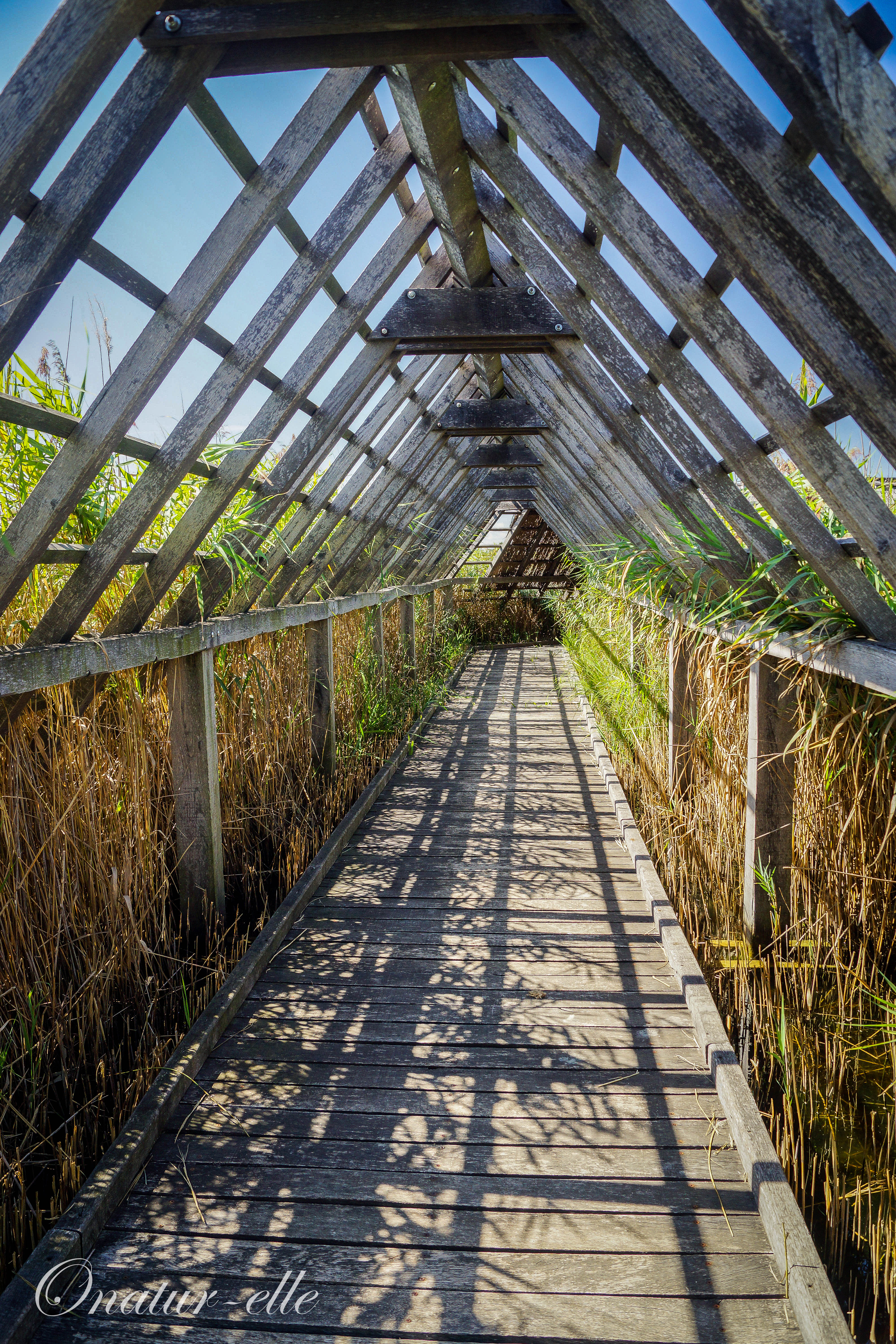 Chemin dans les marais