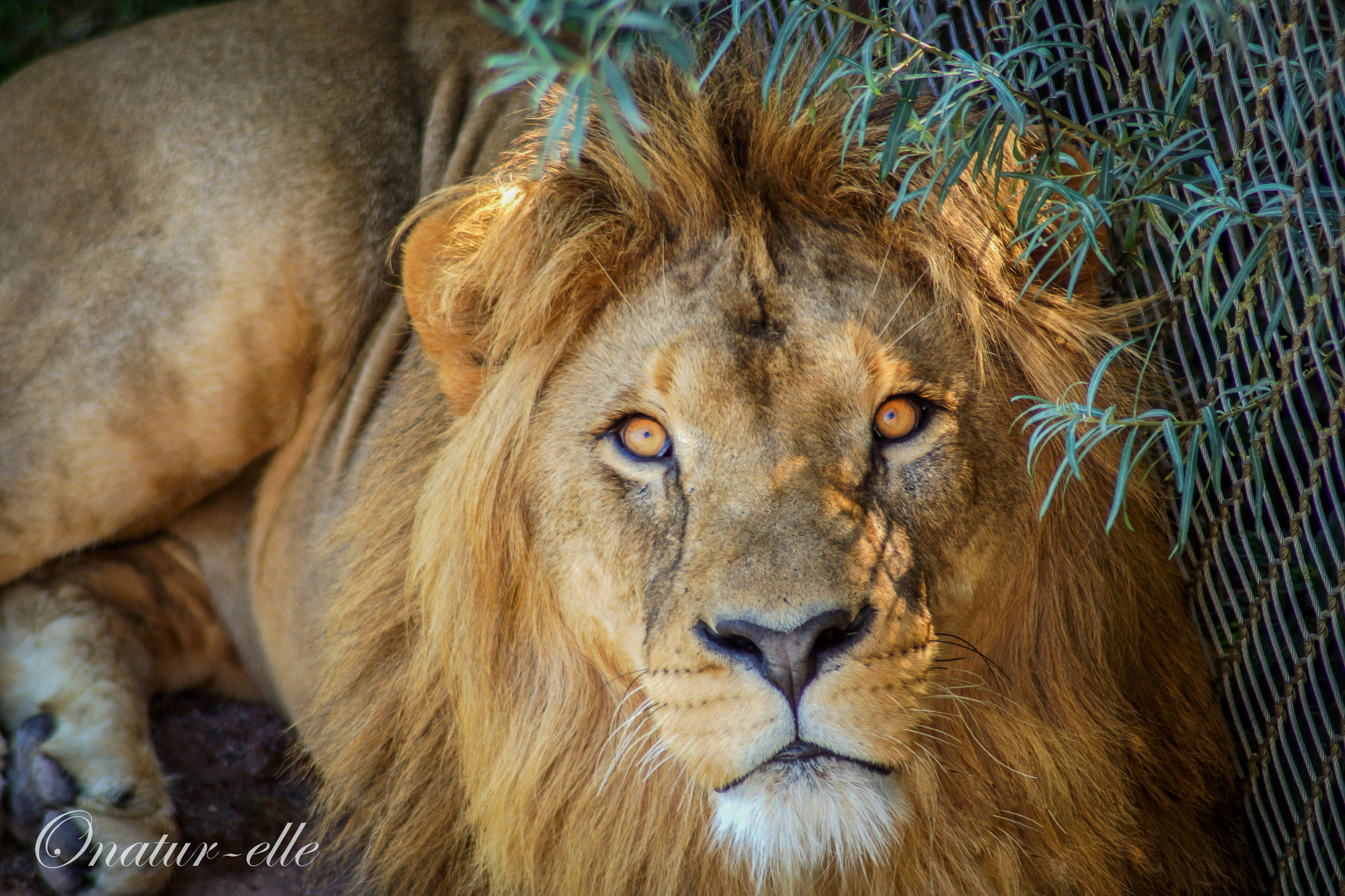 Regard sauvage