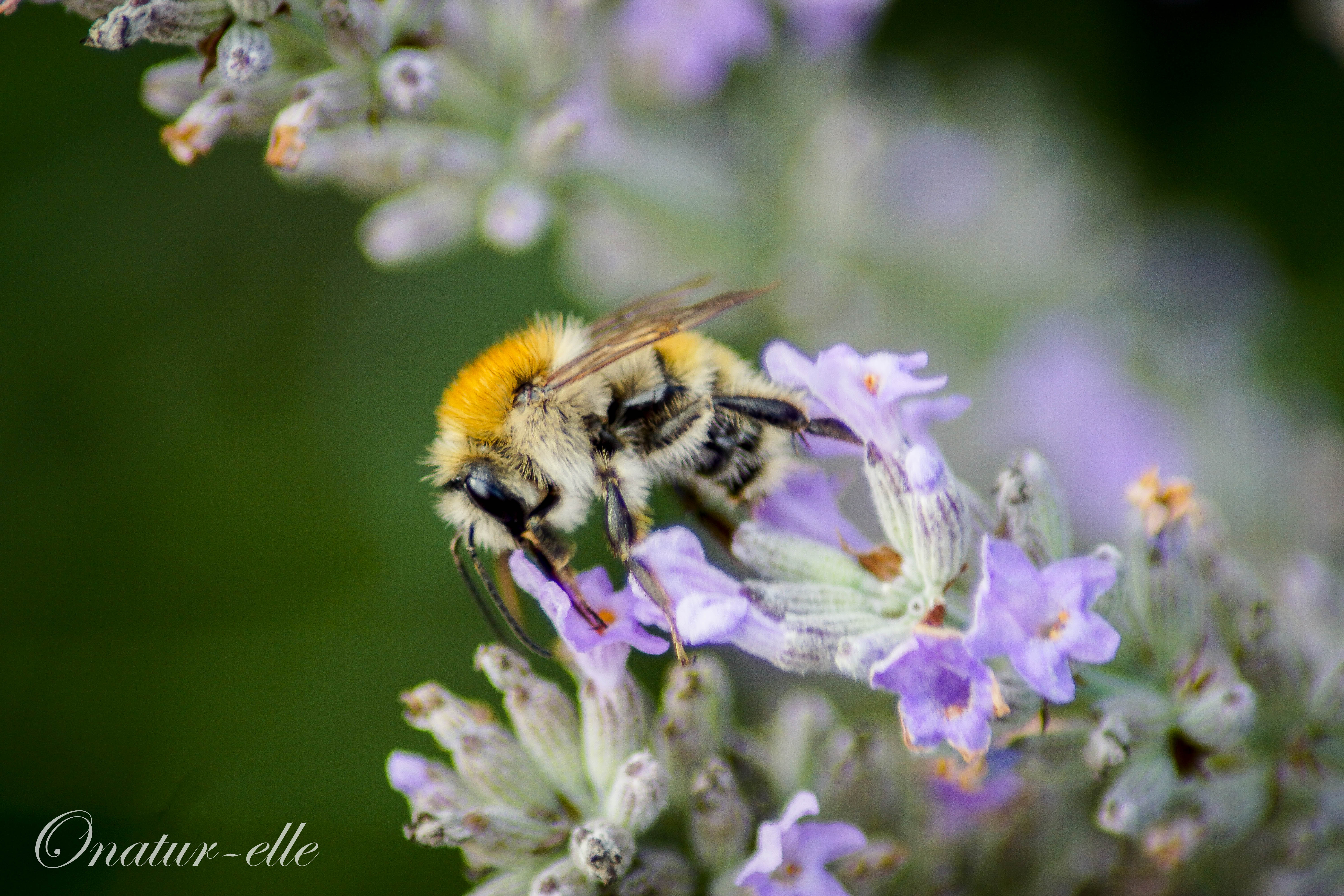 Pollinisation