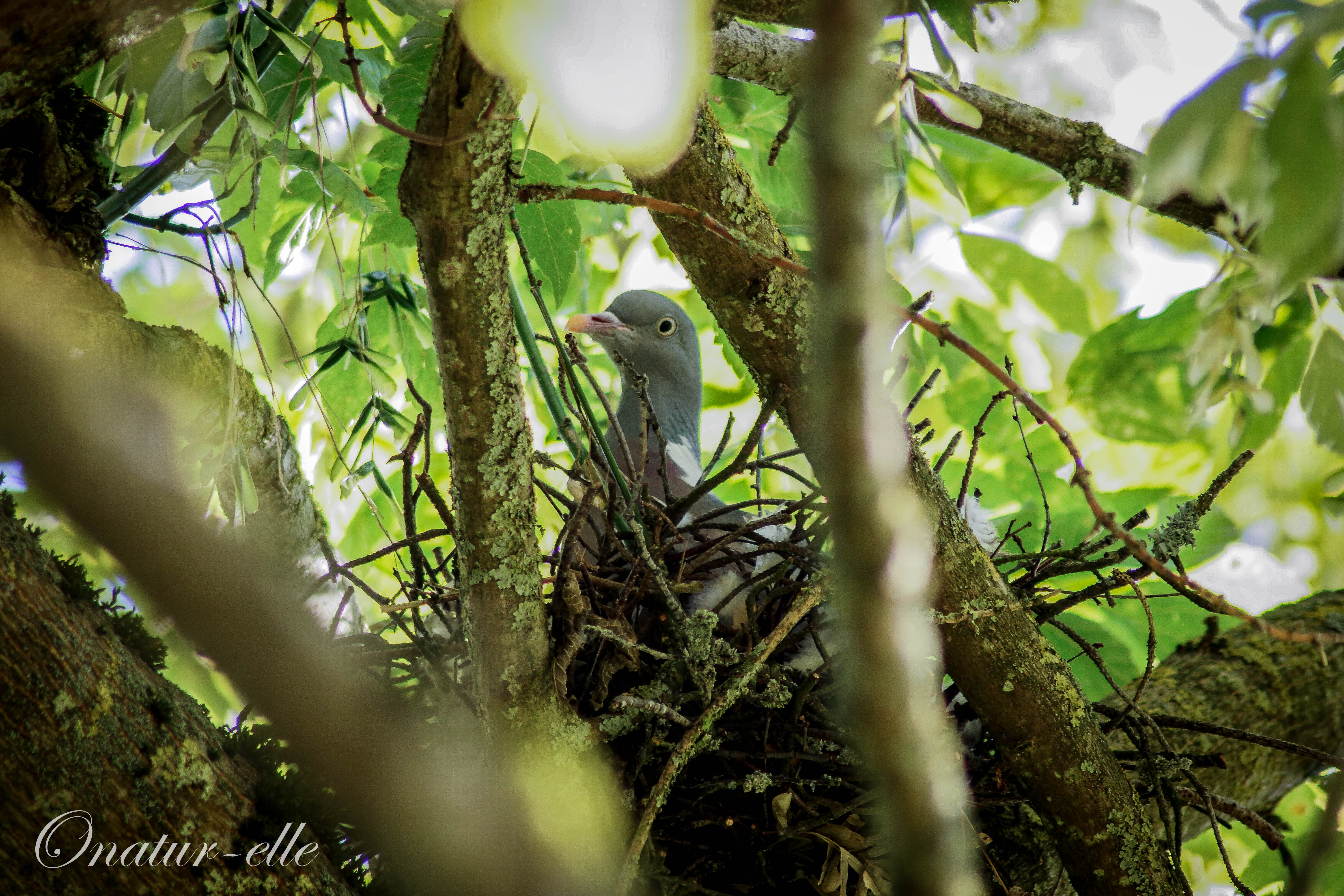 Nid de pigeon ramier