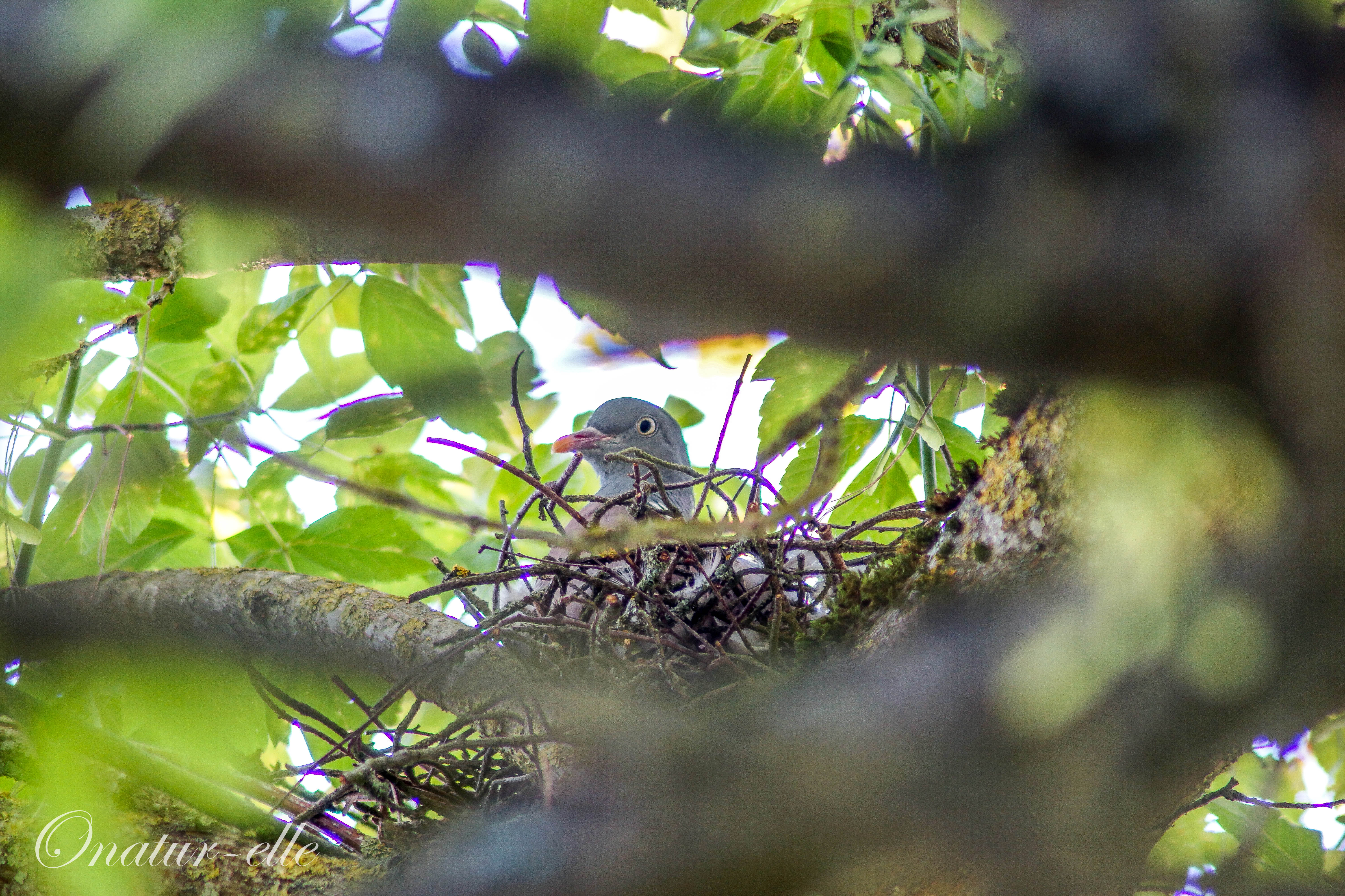 Nid de pigeon ramier (2)