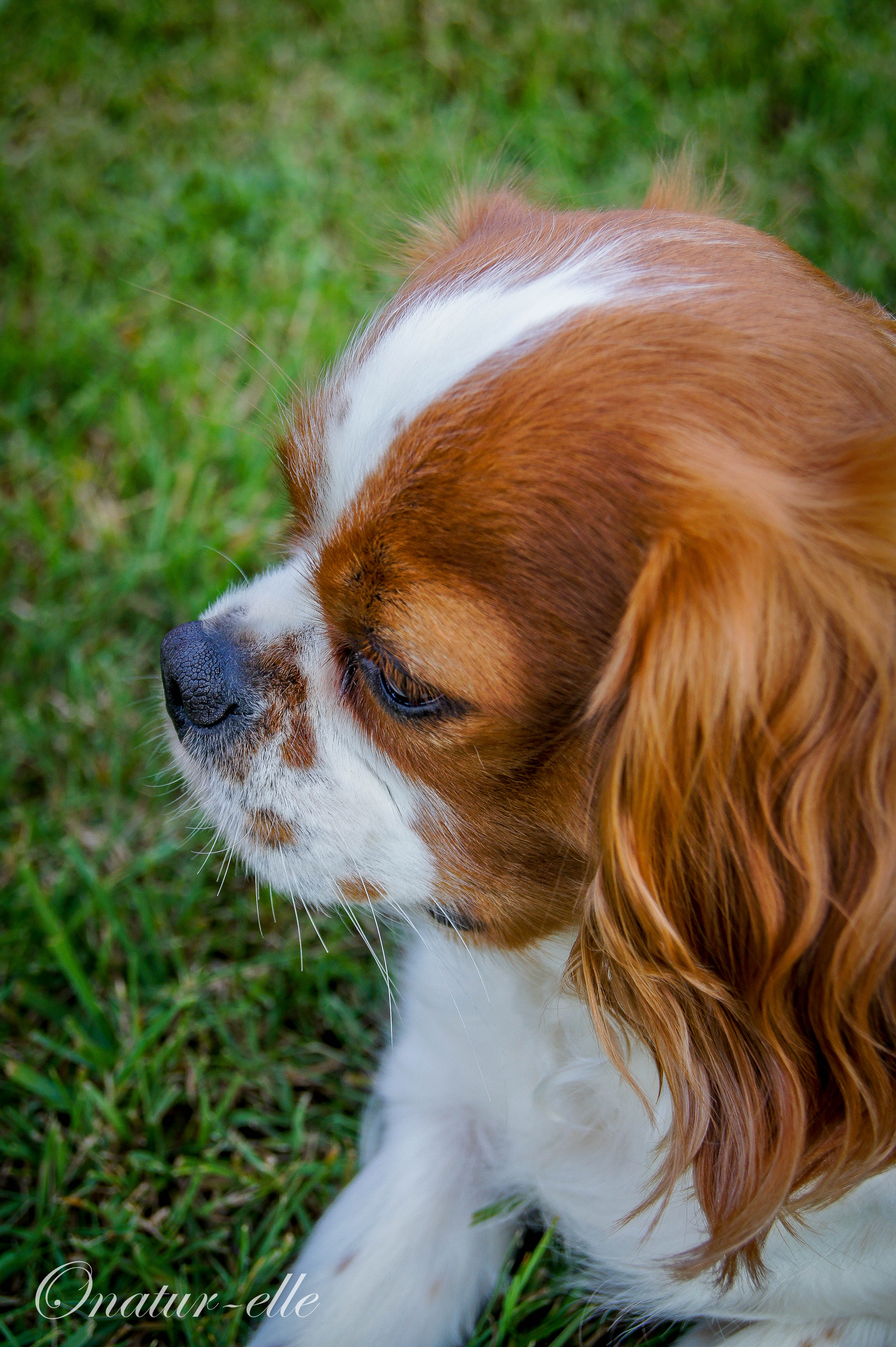 Cavalier King Charles