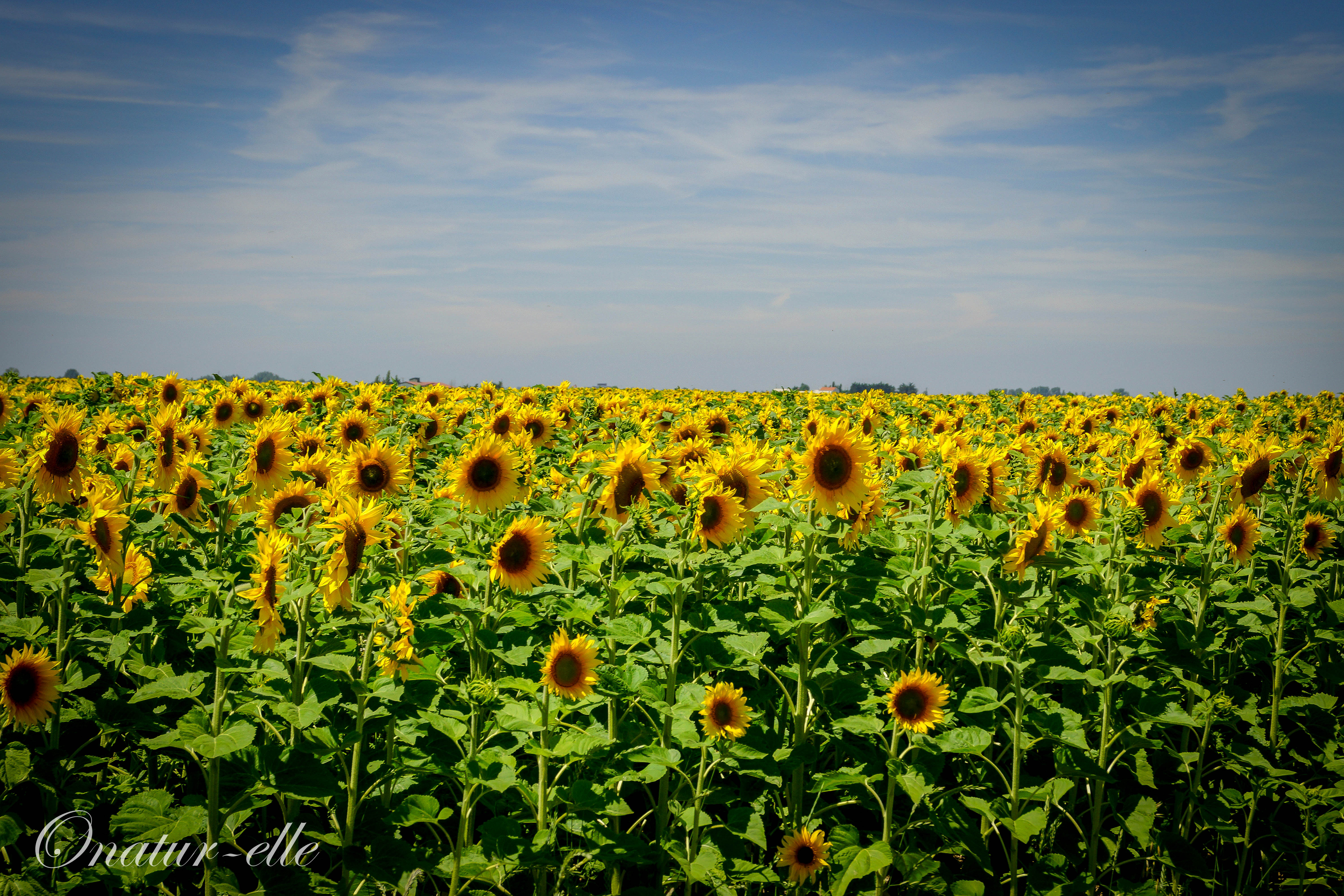 Champ de tournesol