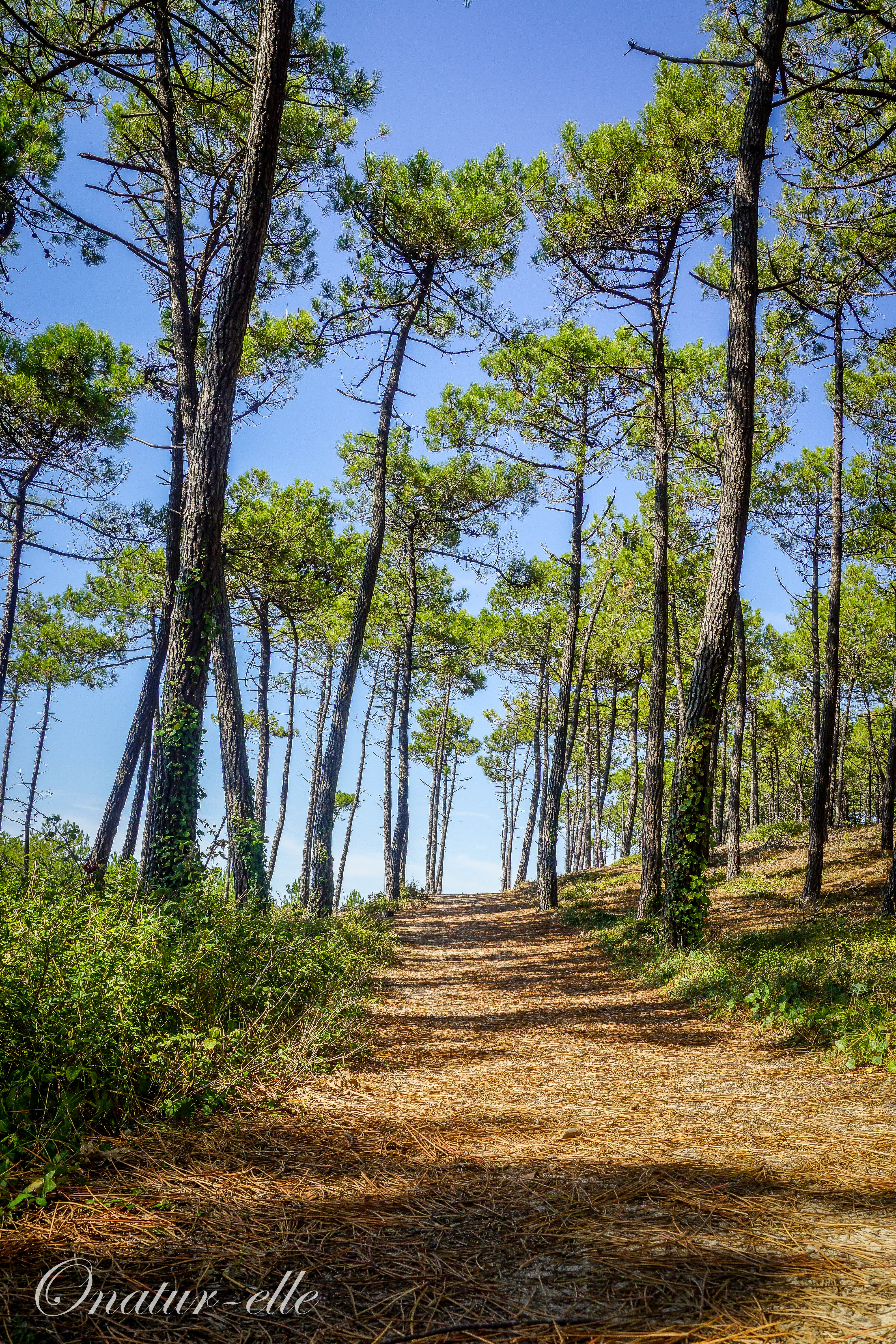 Bois des Eloux