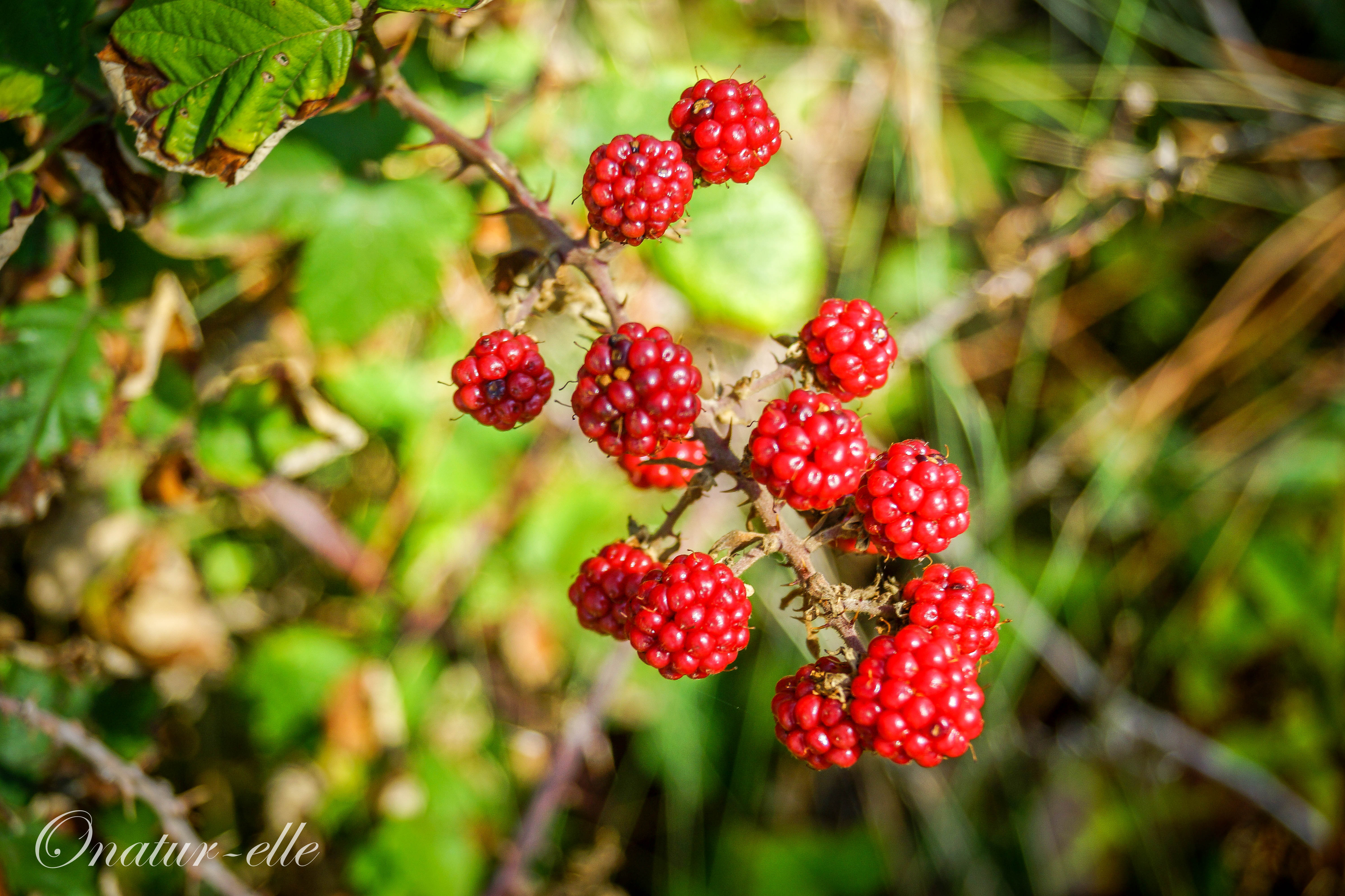 Framboise des bois