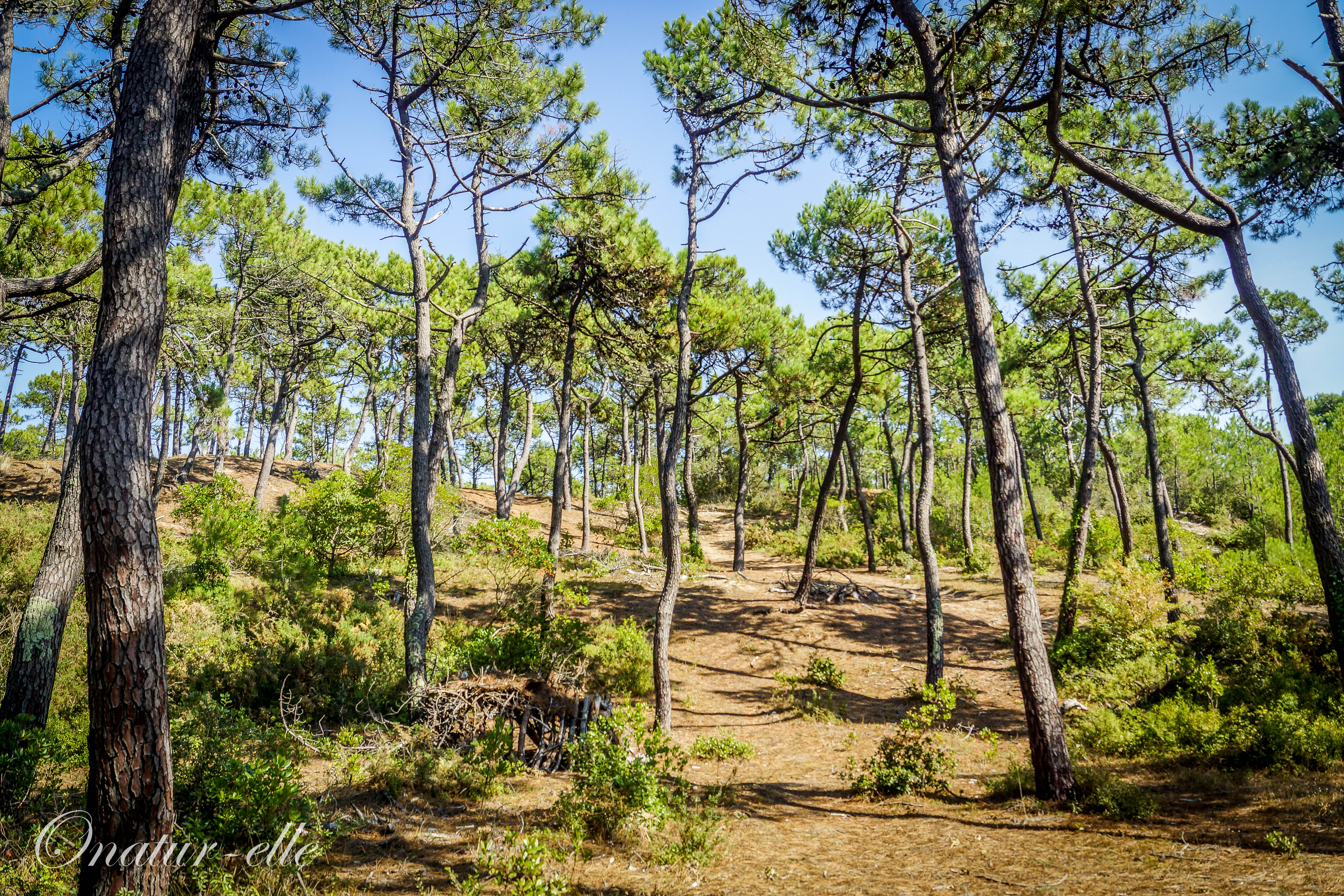 Bois des Eloux (2)