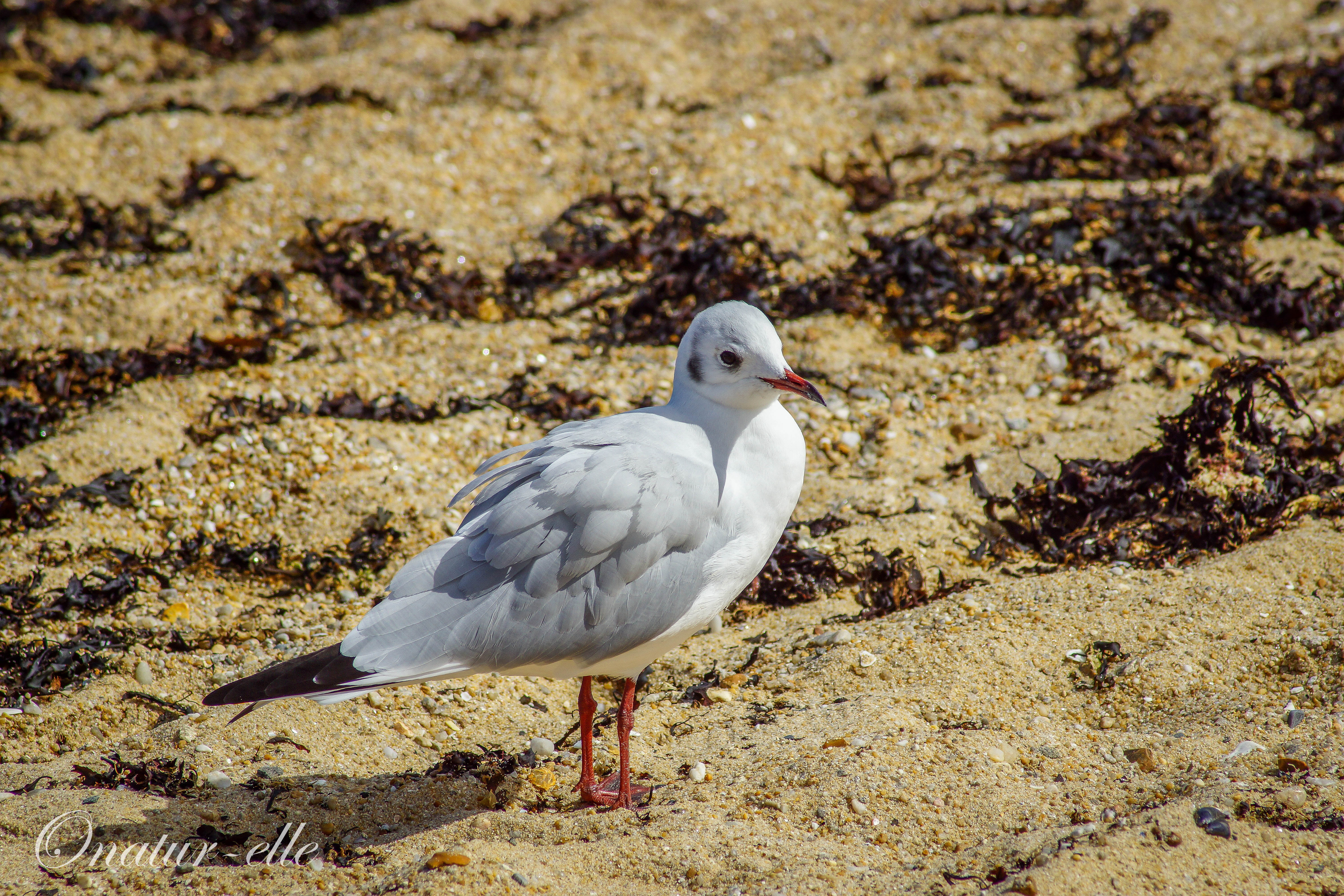 Mouette