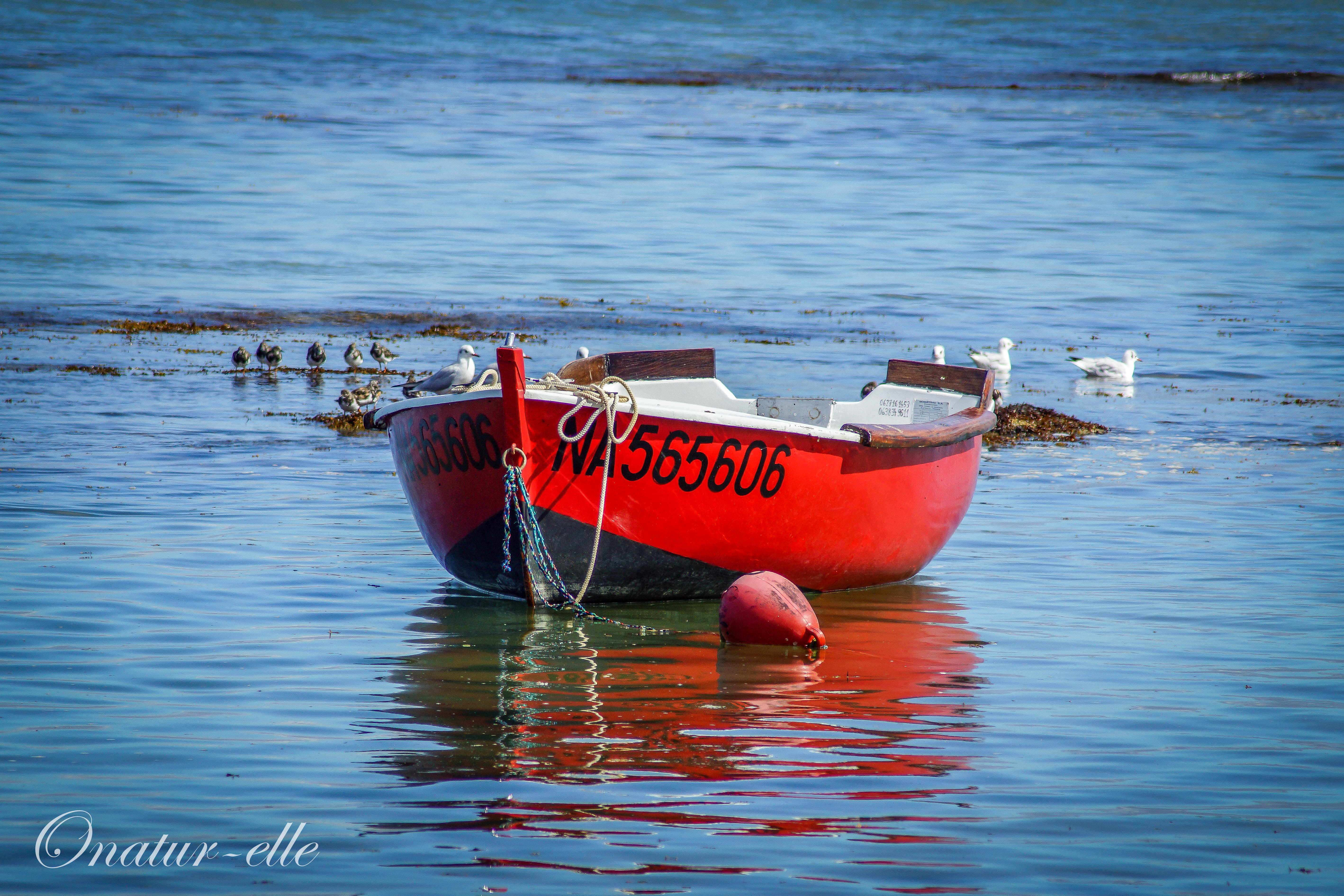 Red boat