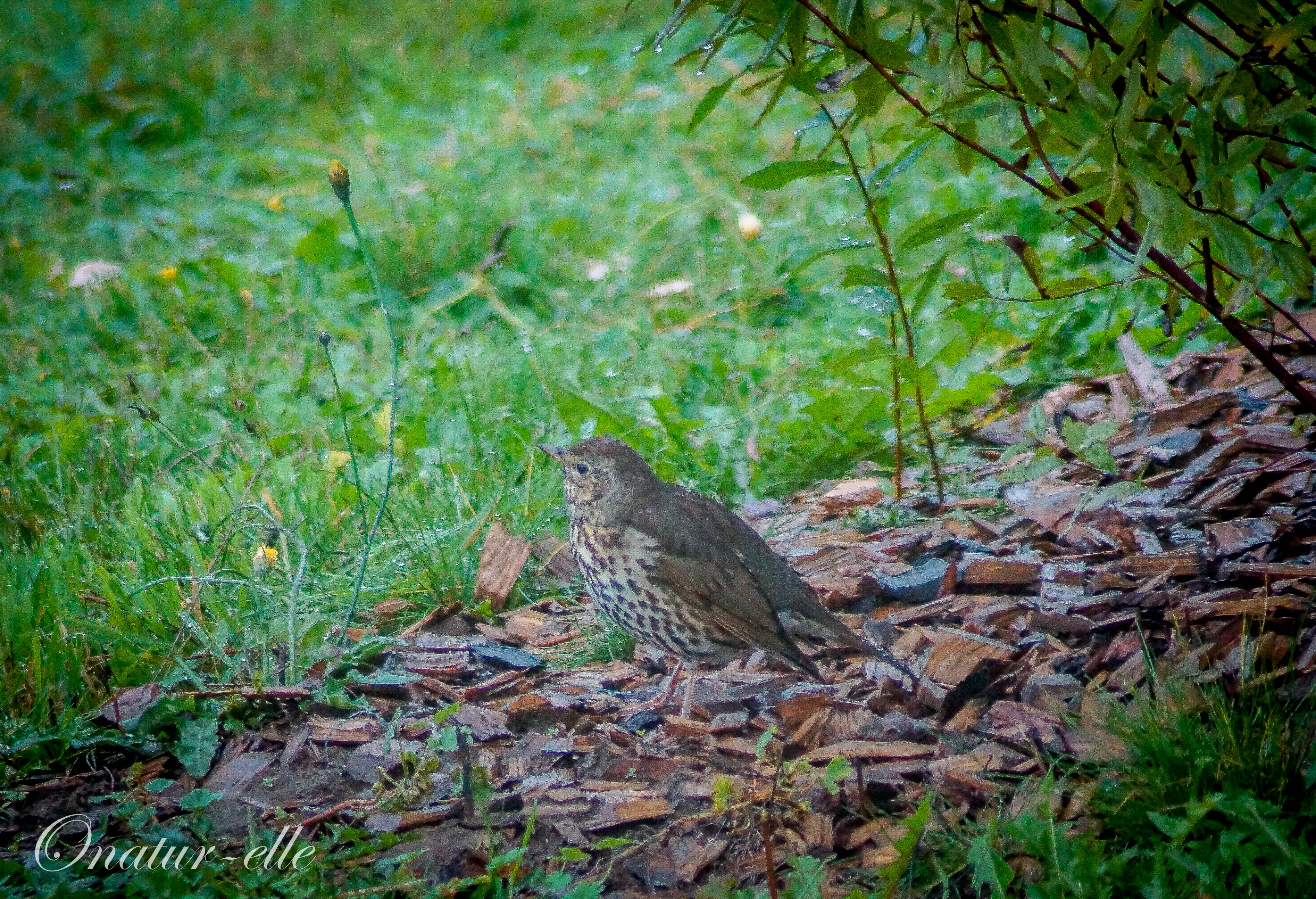 Au jardin (2)