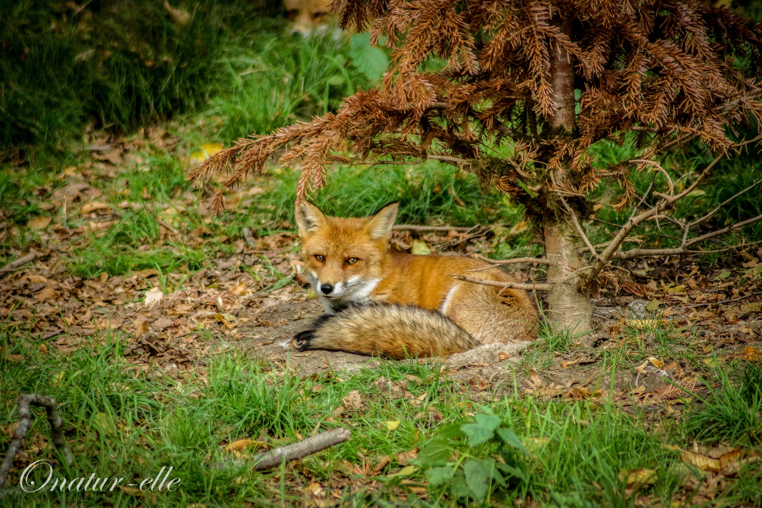 Fox