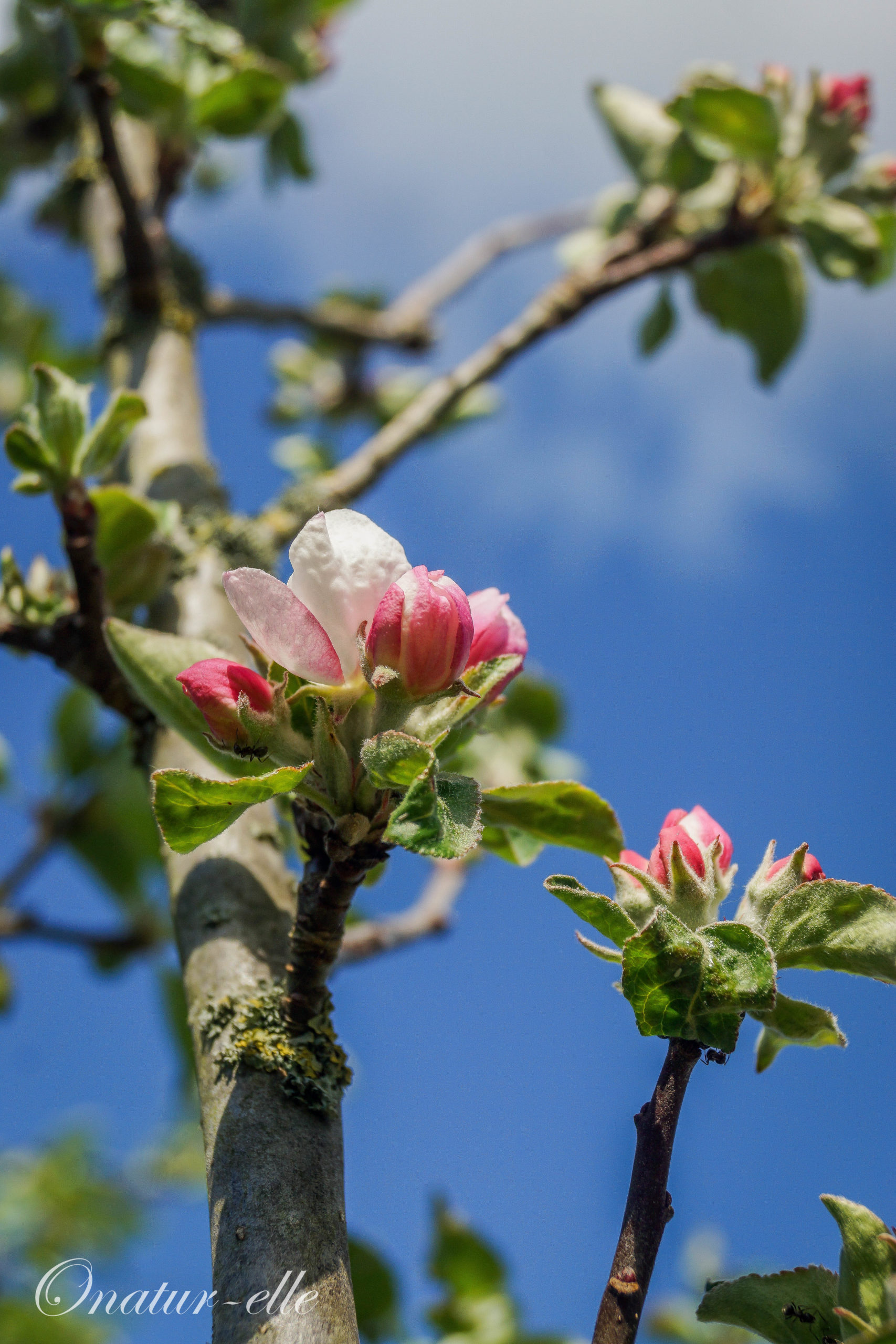 Arbre en fleurs