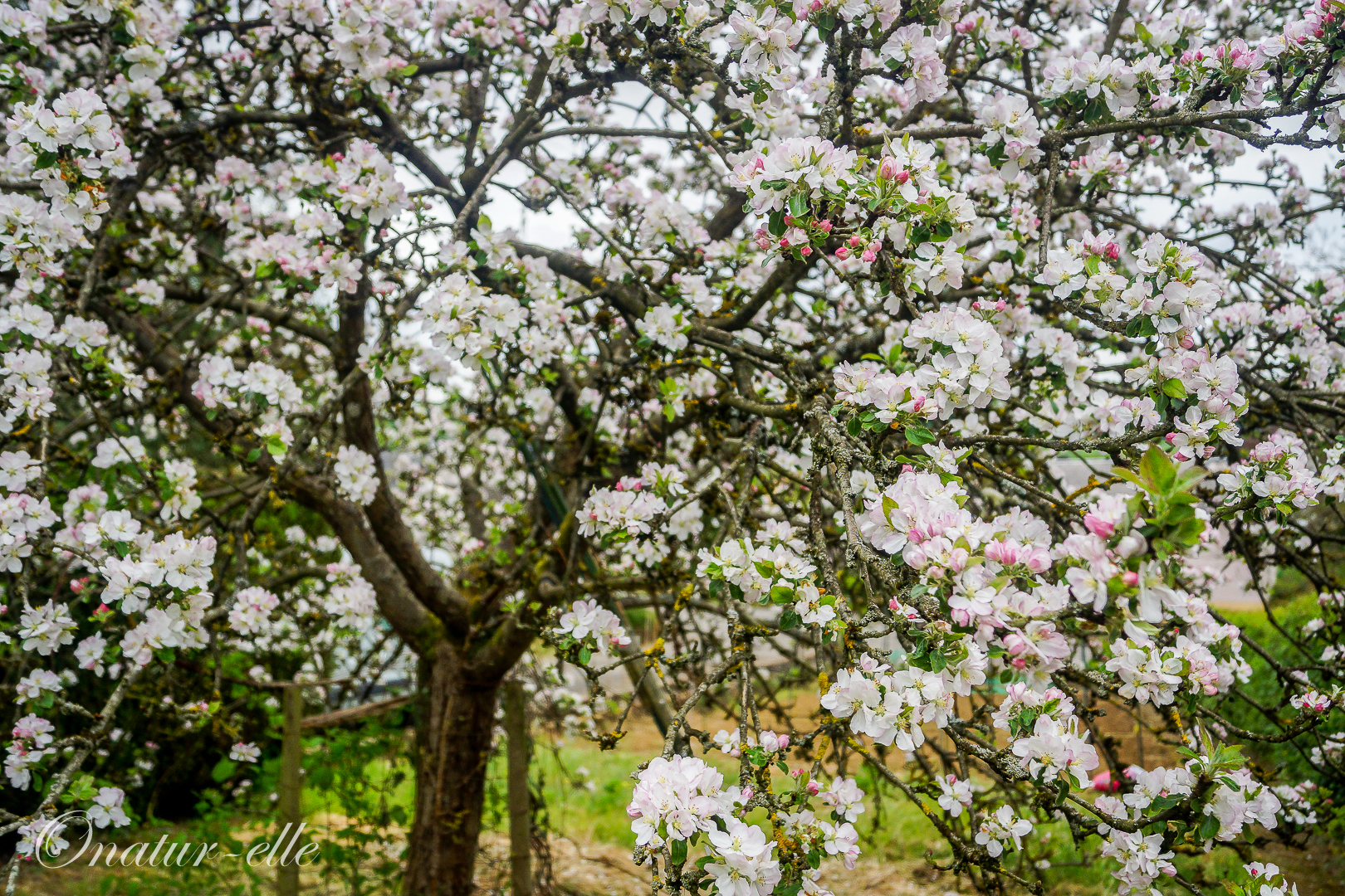 Arbre en fleurs