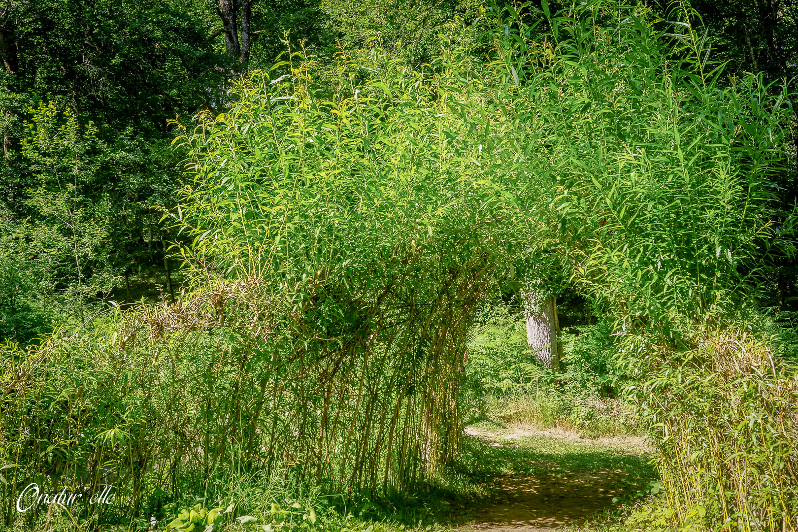 Sentier des songes (2)