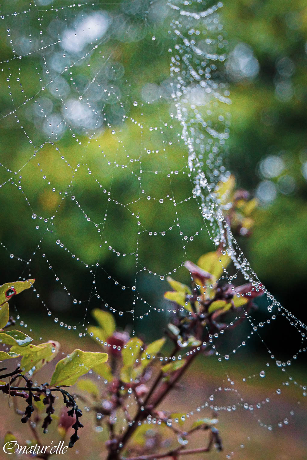 Dentelle de pluie