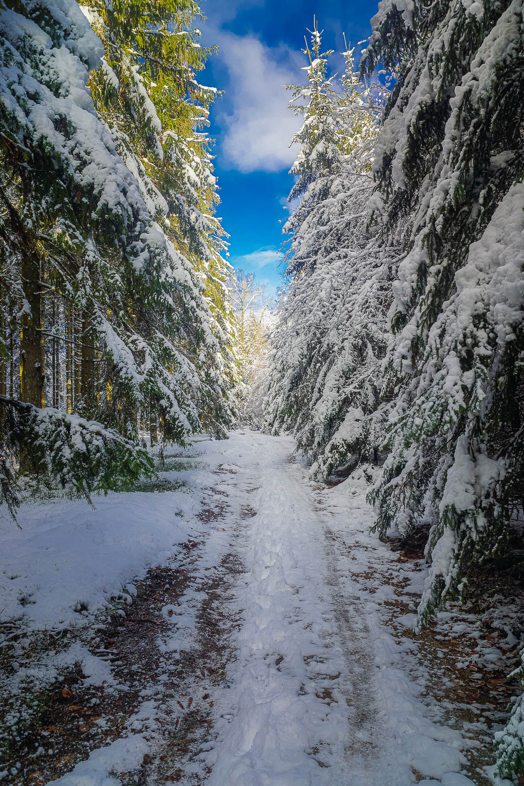 Forêt d’Anlier (4)