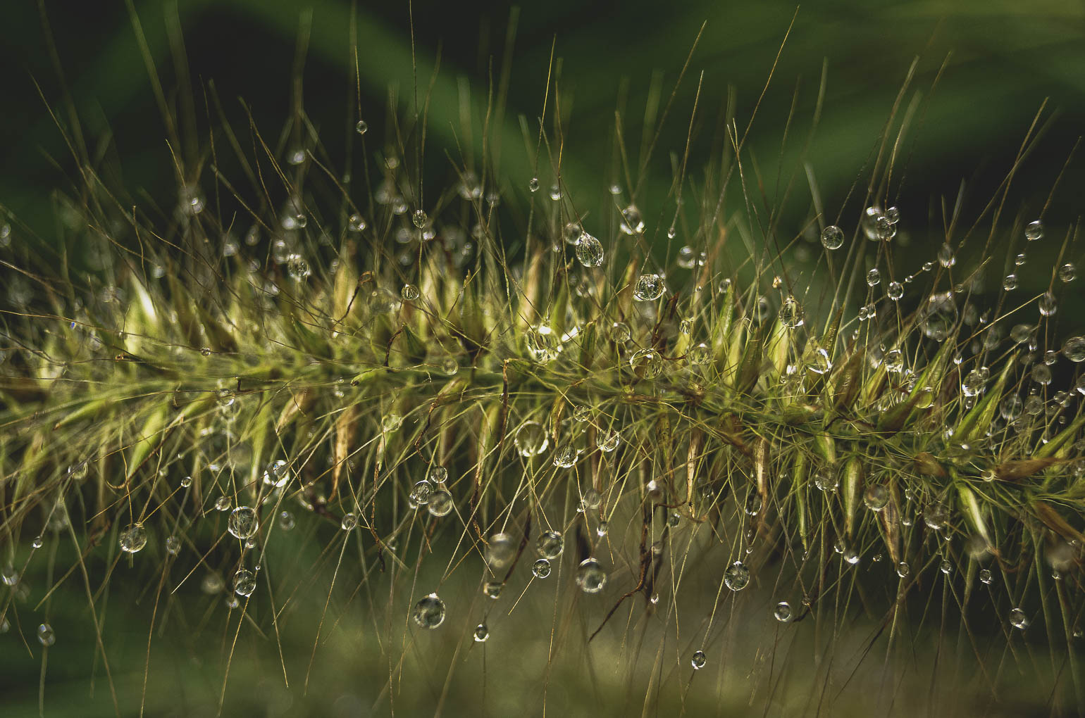 Gouttes de pluie