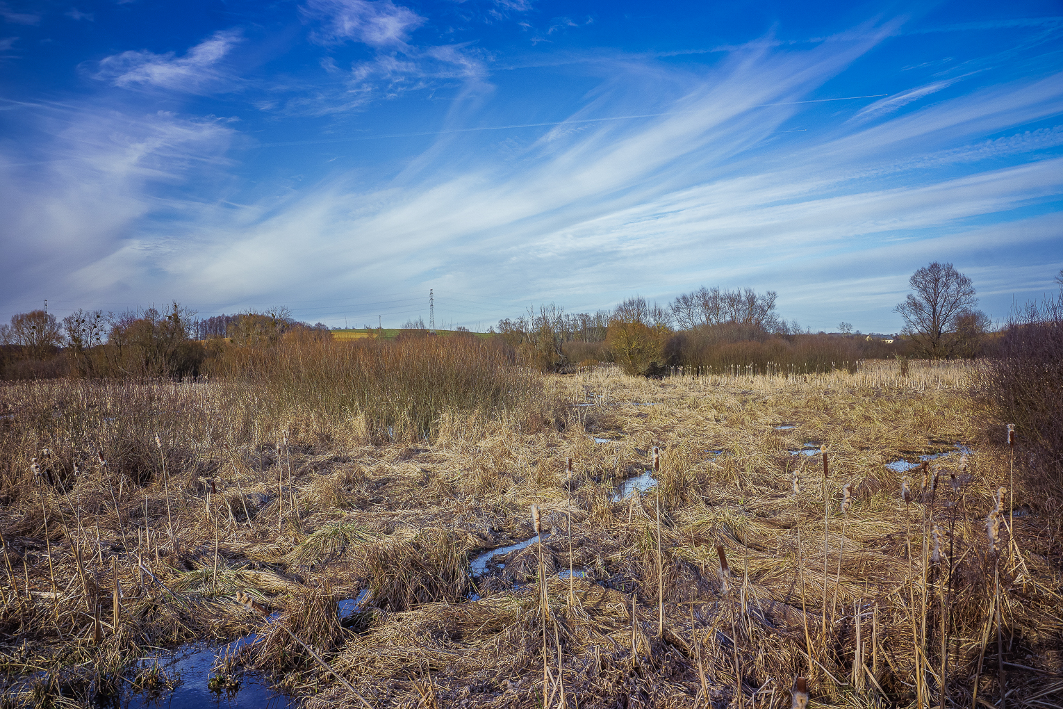 Aux Marais de la Cussignière