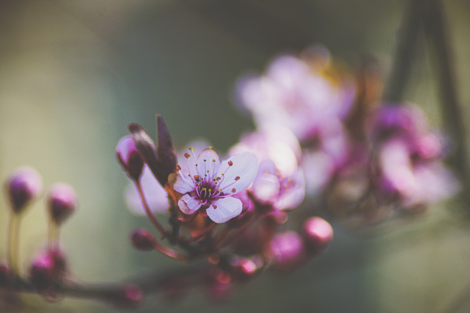 Cerisier en fleurs