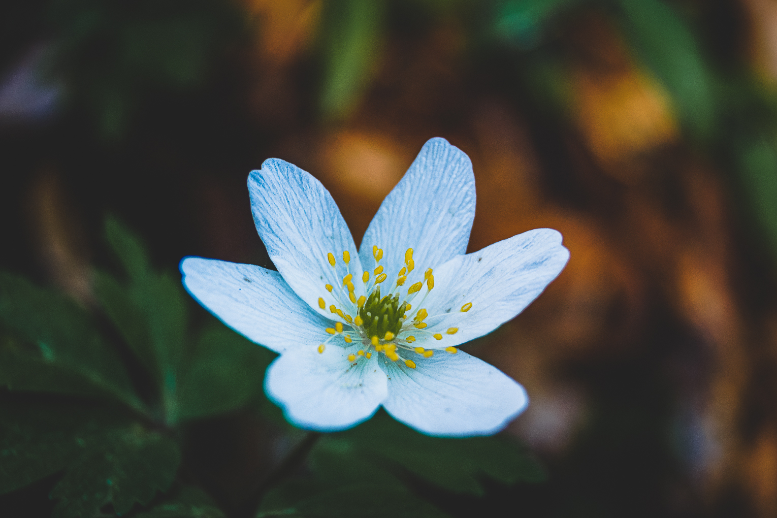 Fleur des sous bois