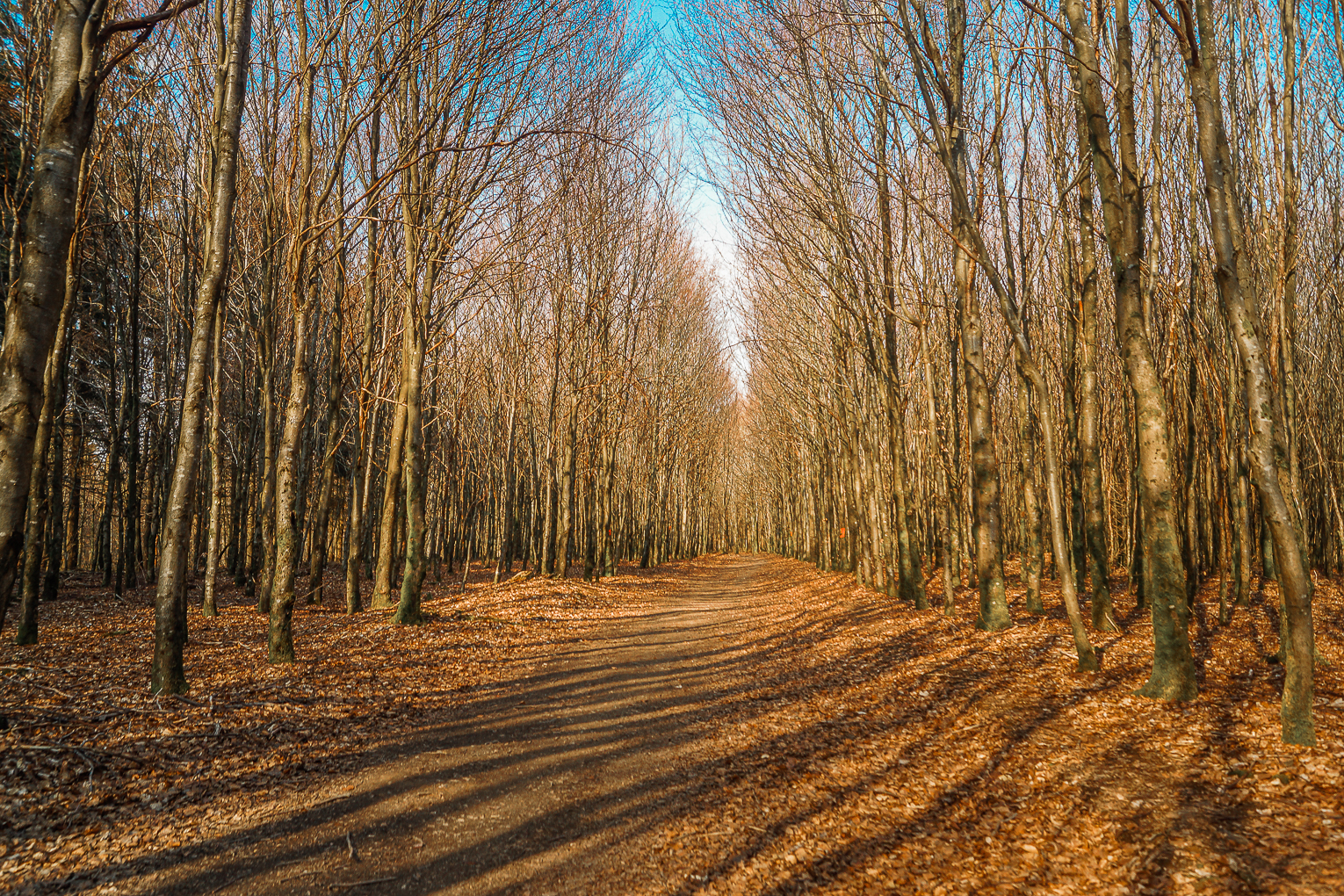 Bois des Epioux