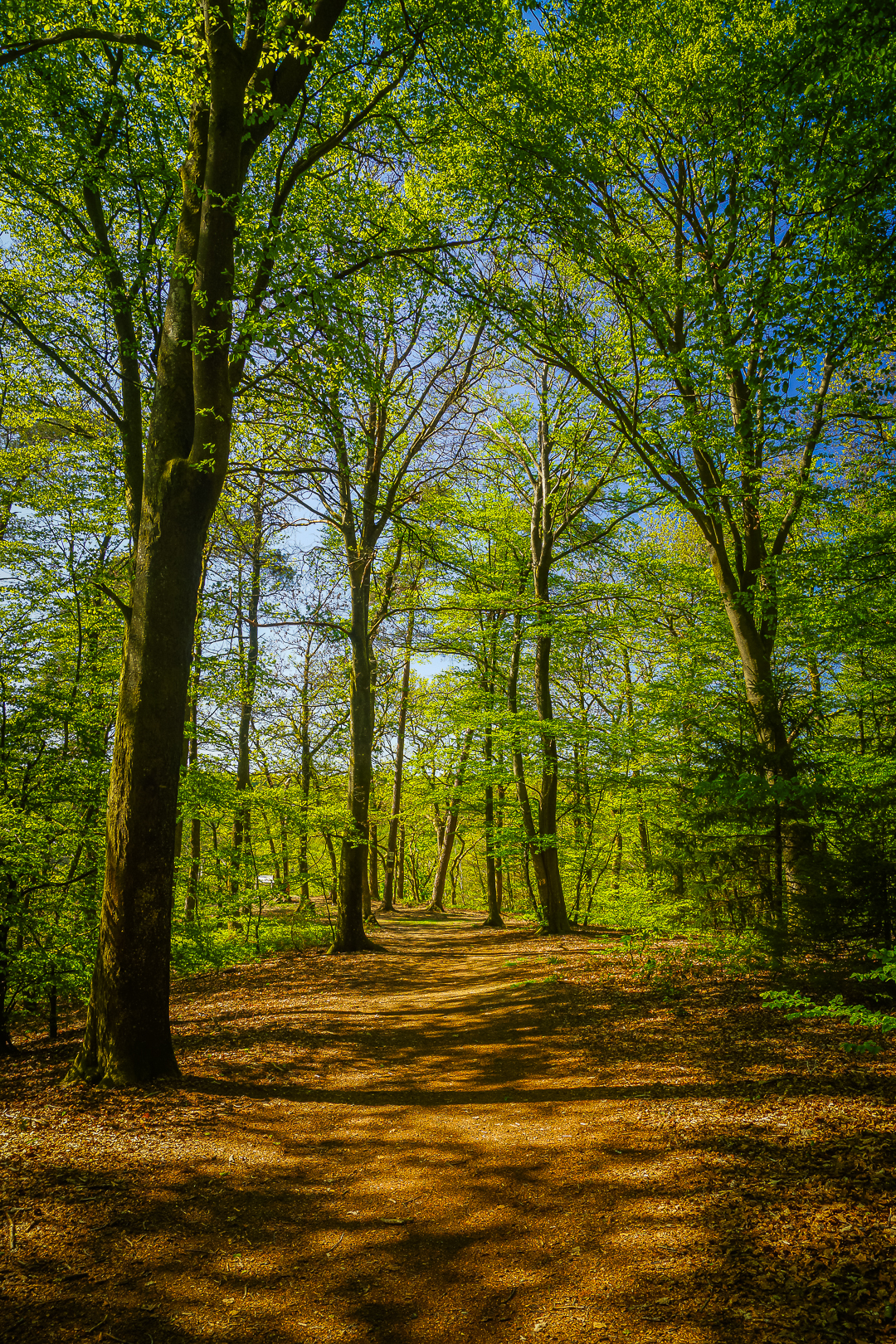 Bois de Chiny