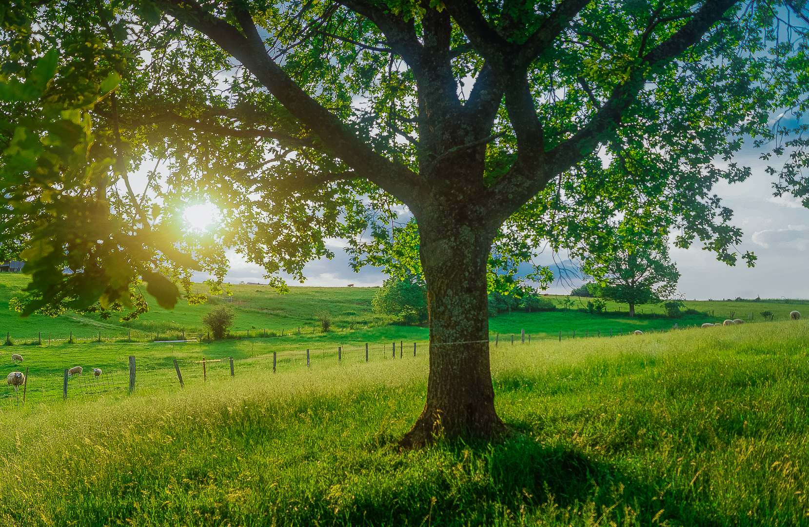 Petite pause au pré