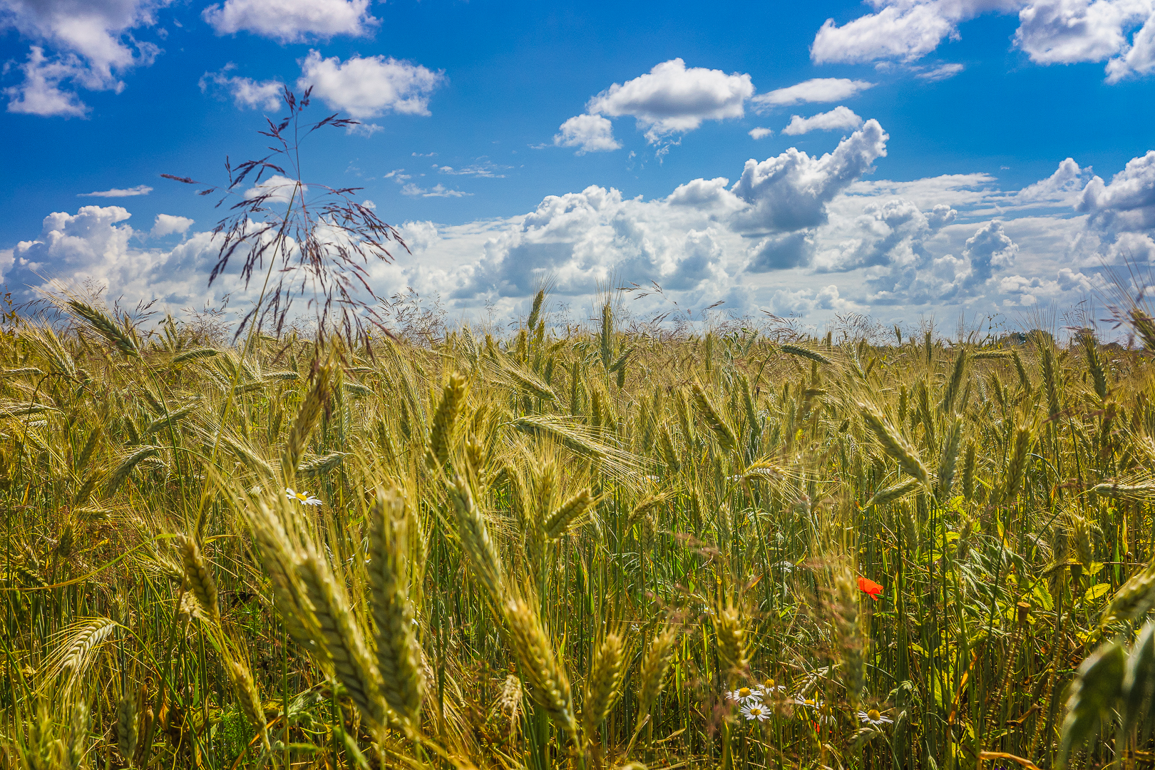 Provence Gaumaise – Torgny (3)