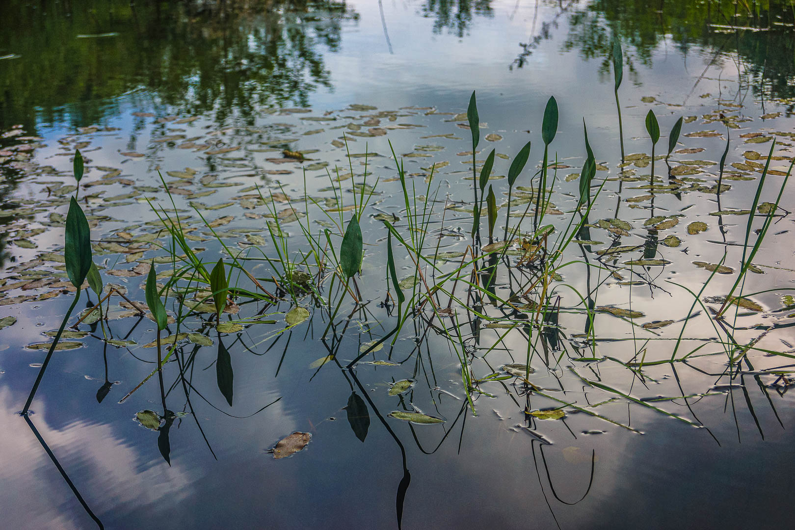 Etang du Châtelet à Habay (3)