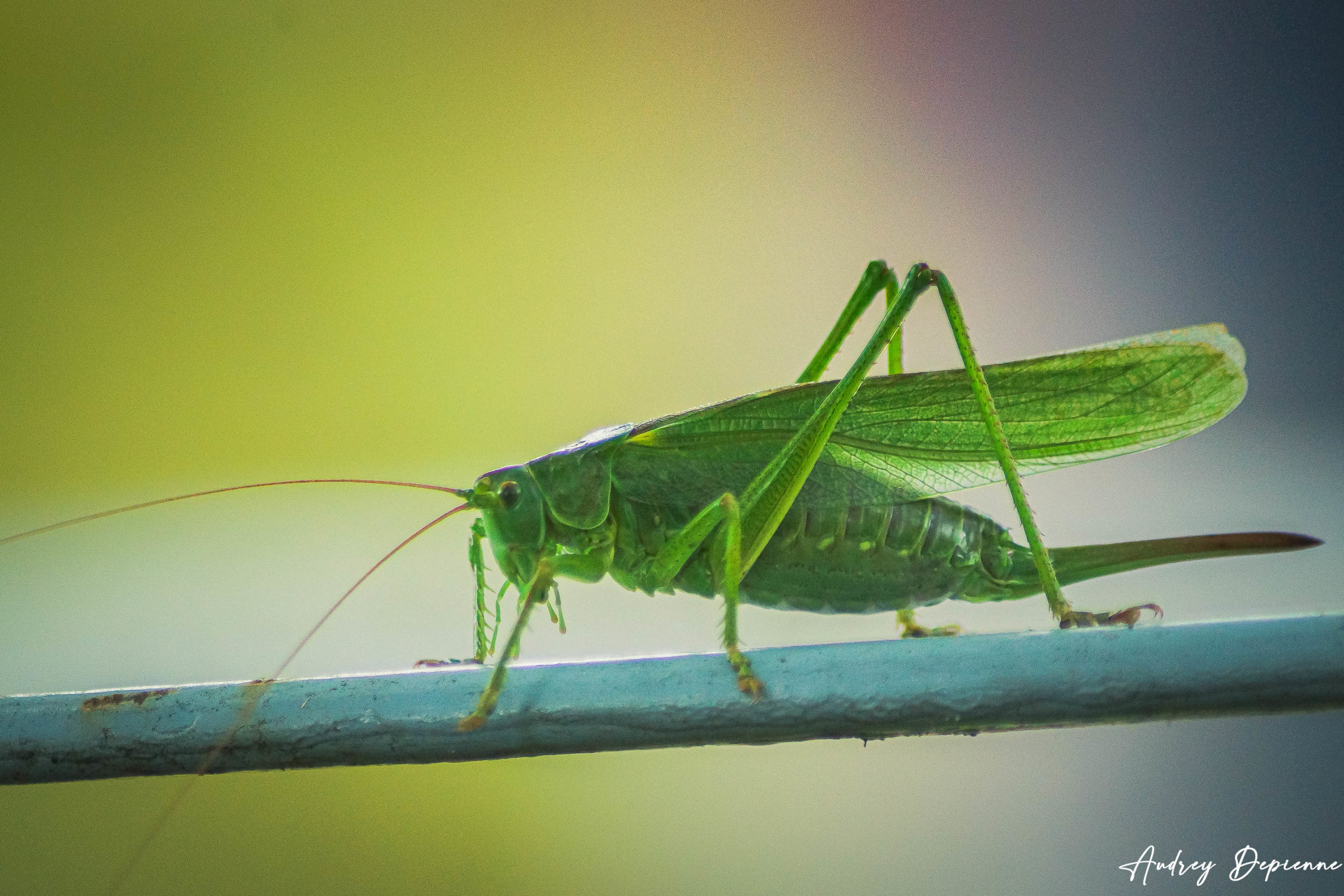 La belle verte