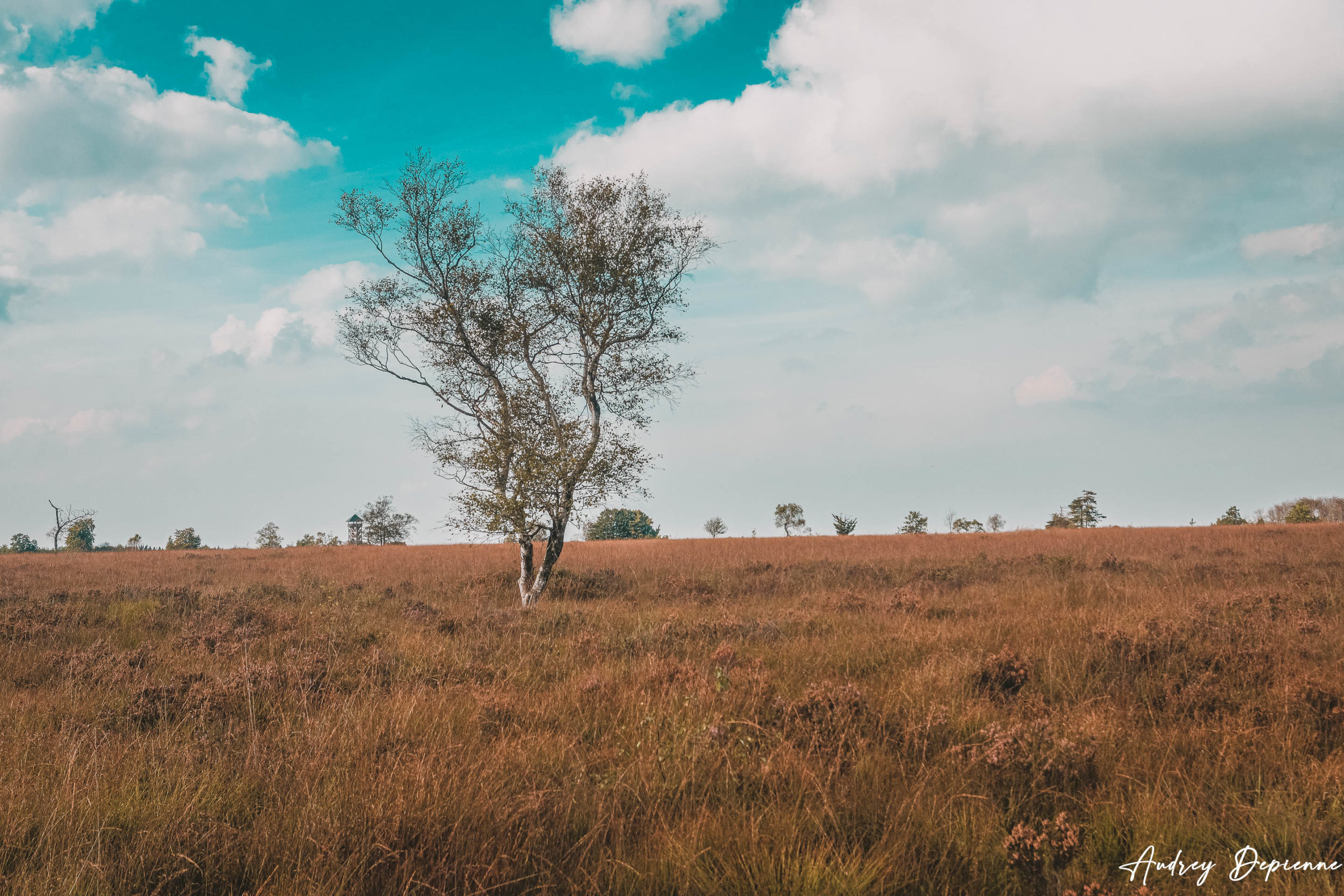 Fagnes de Malchamps (6)