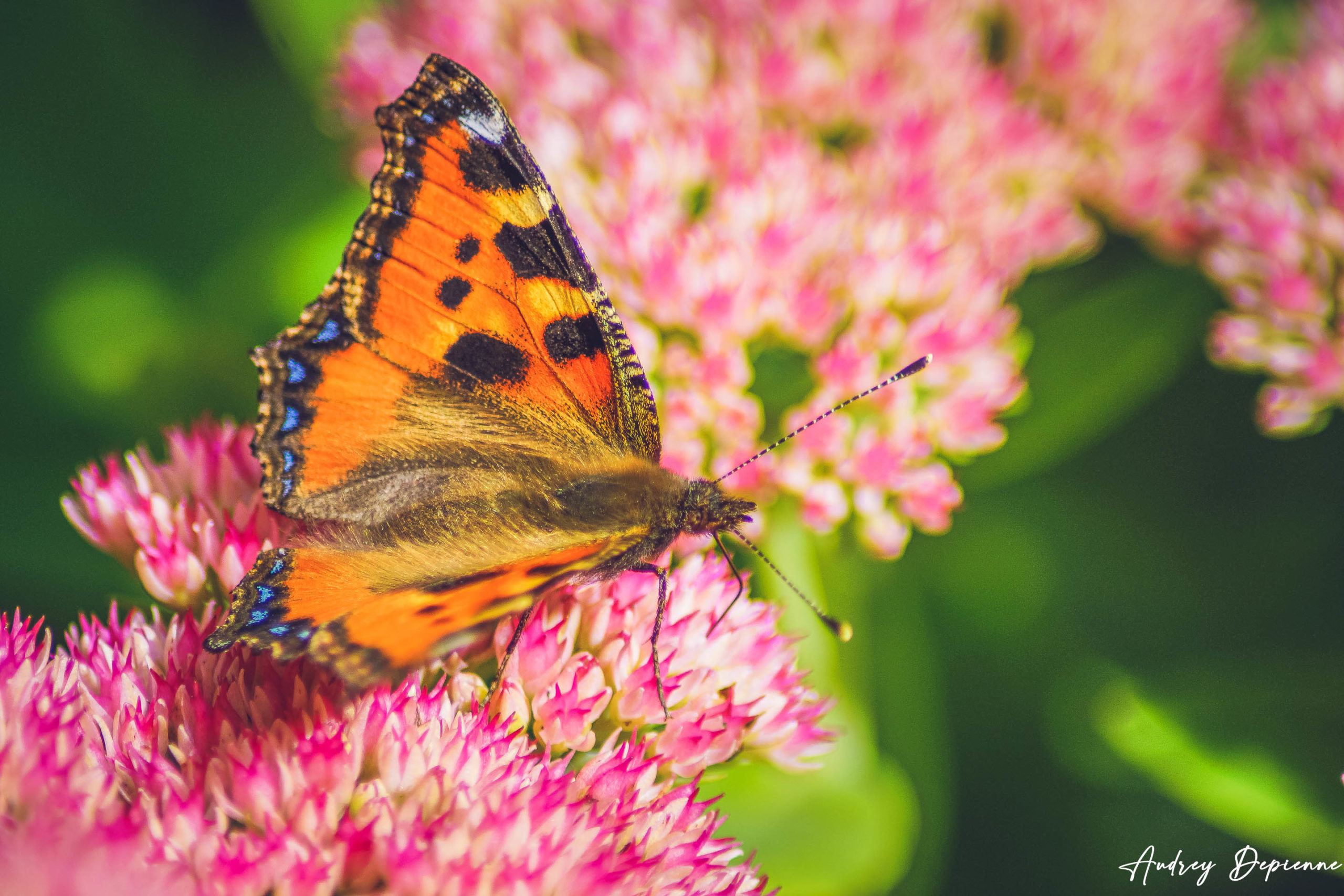 Papillon du matin