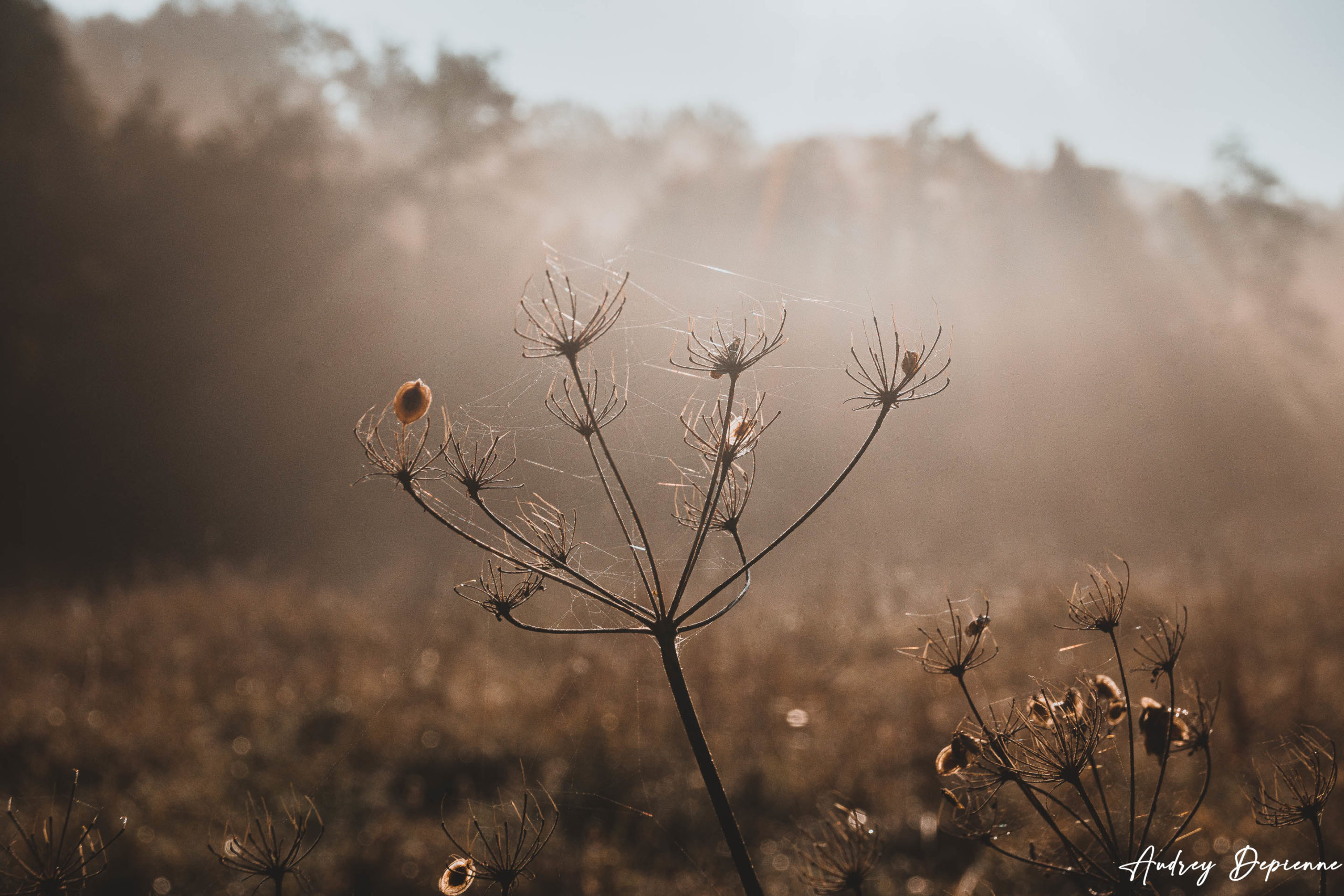 Brume matinale (2)